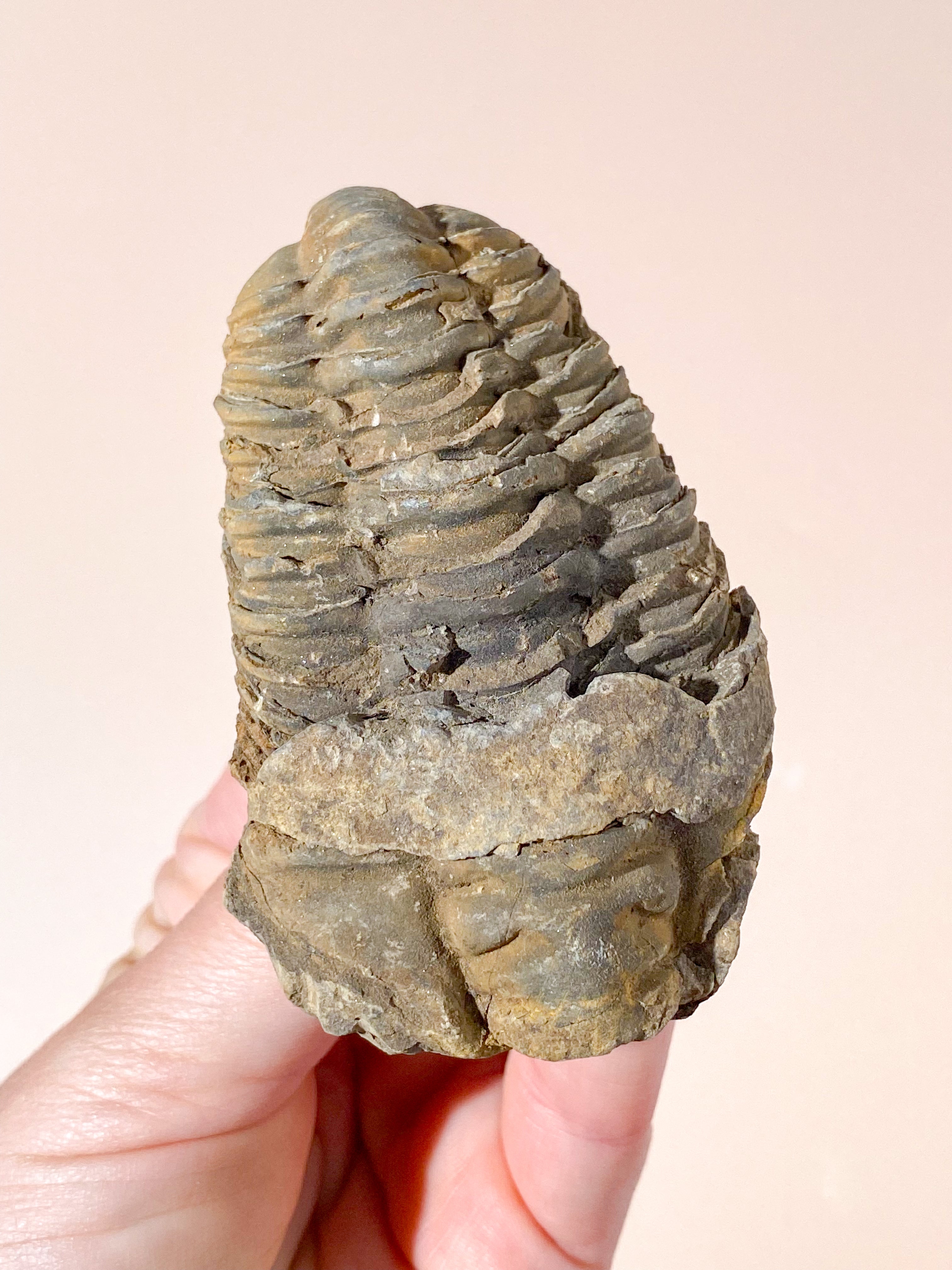 Trilobit Fossil (Nr. 7)