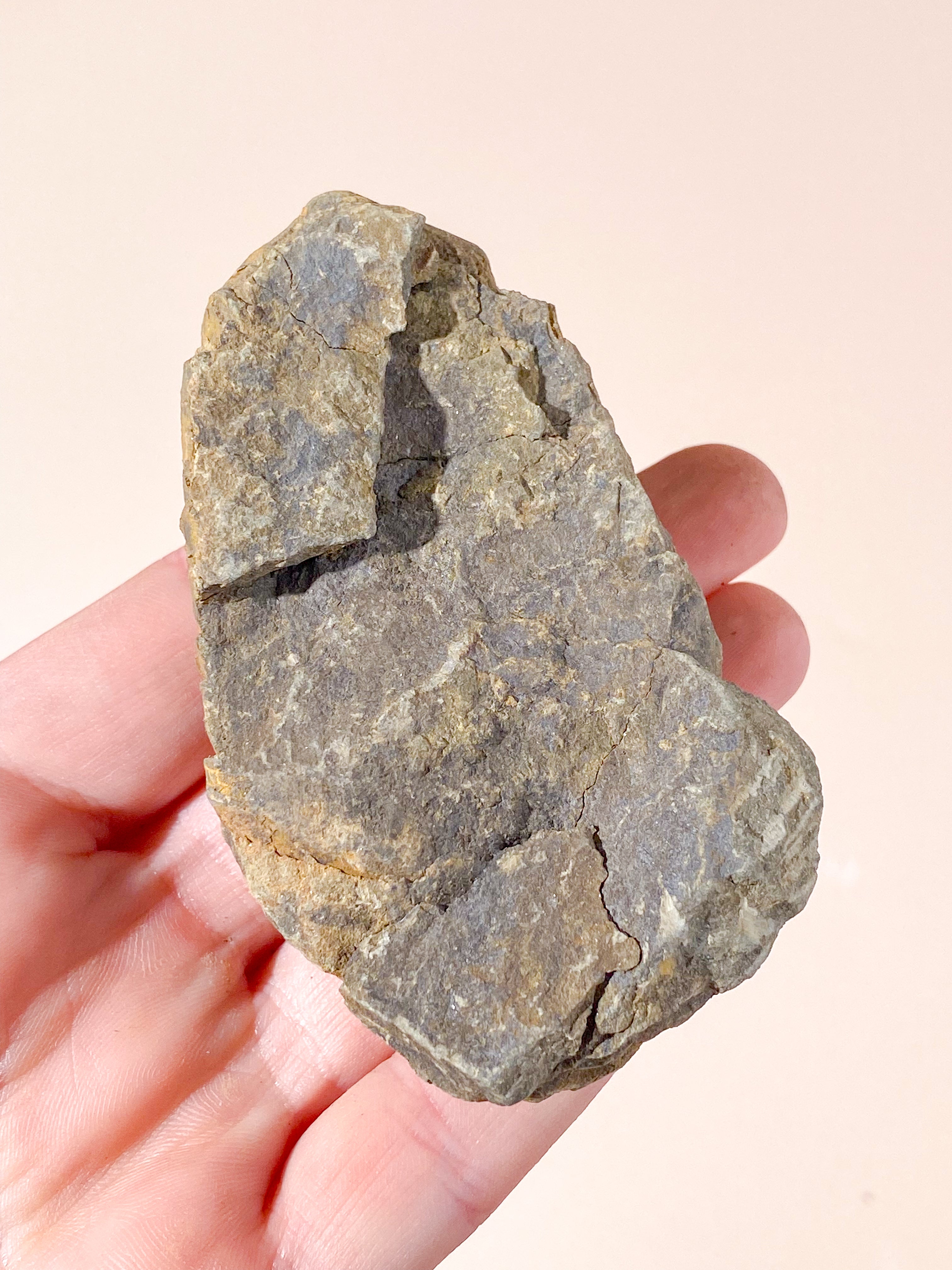 Trilobit Fossil (Nr. 7)