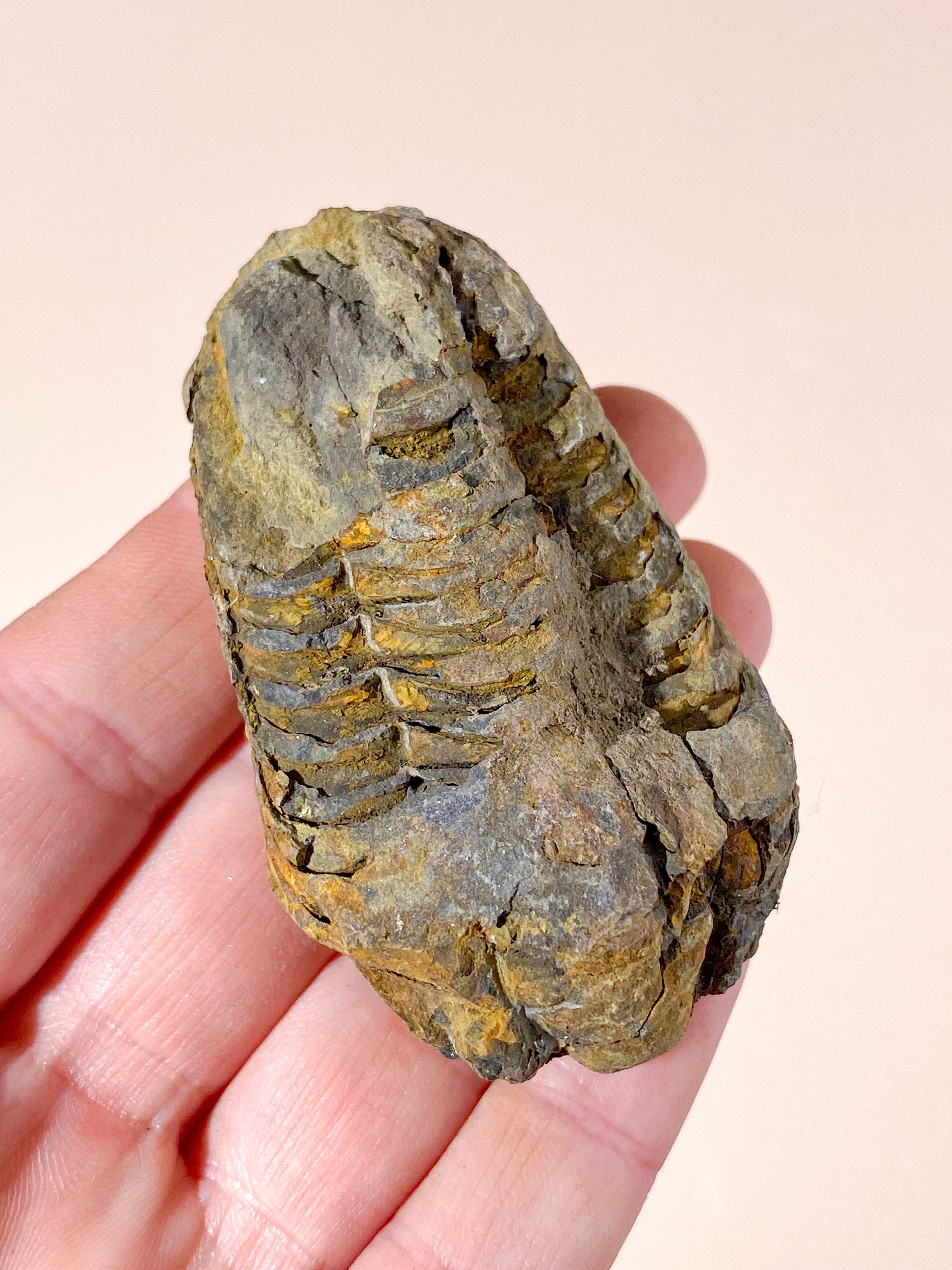 Trilobit Fossil (Nr. 9)