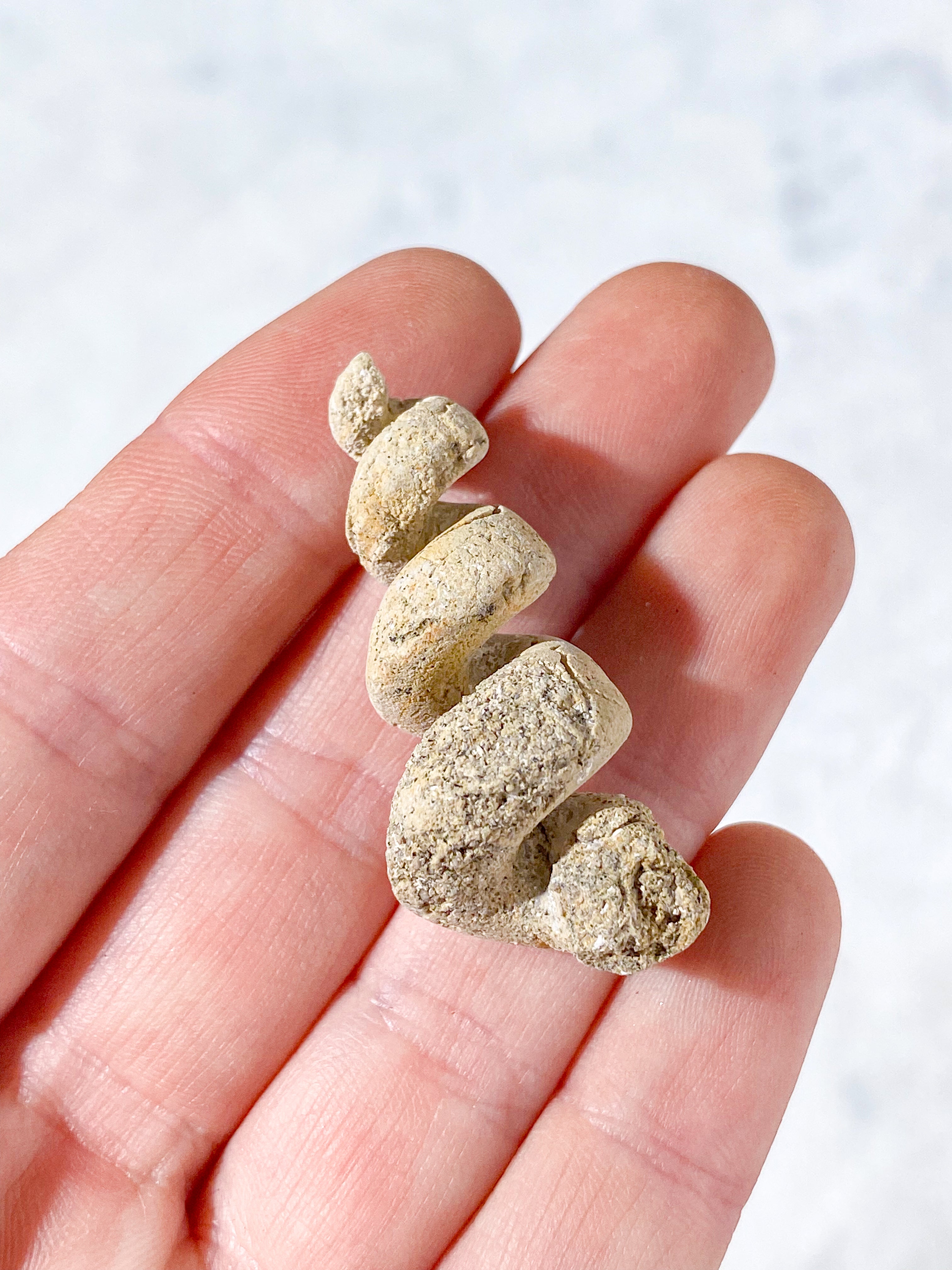 Turritella Fossil (Nr. 1)
