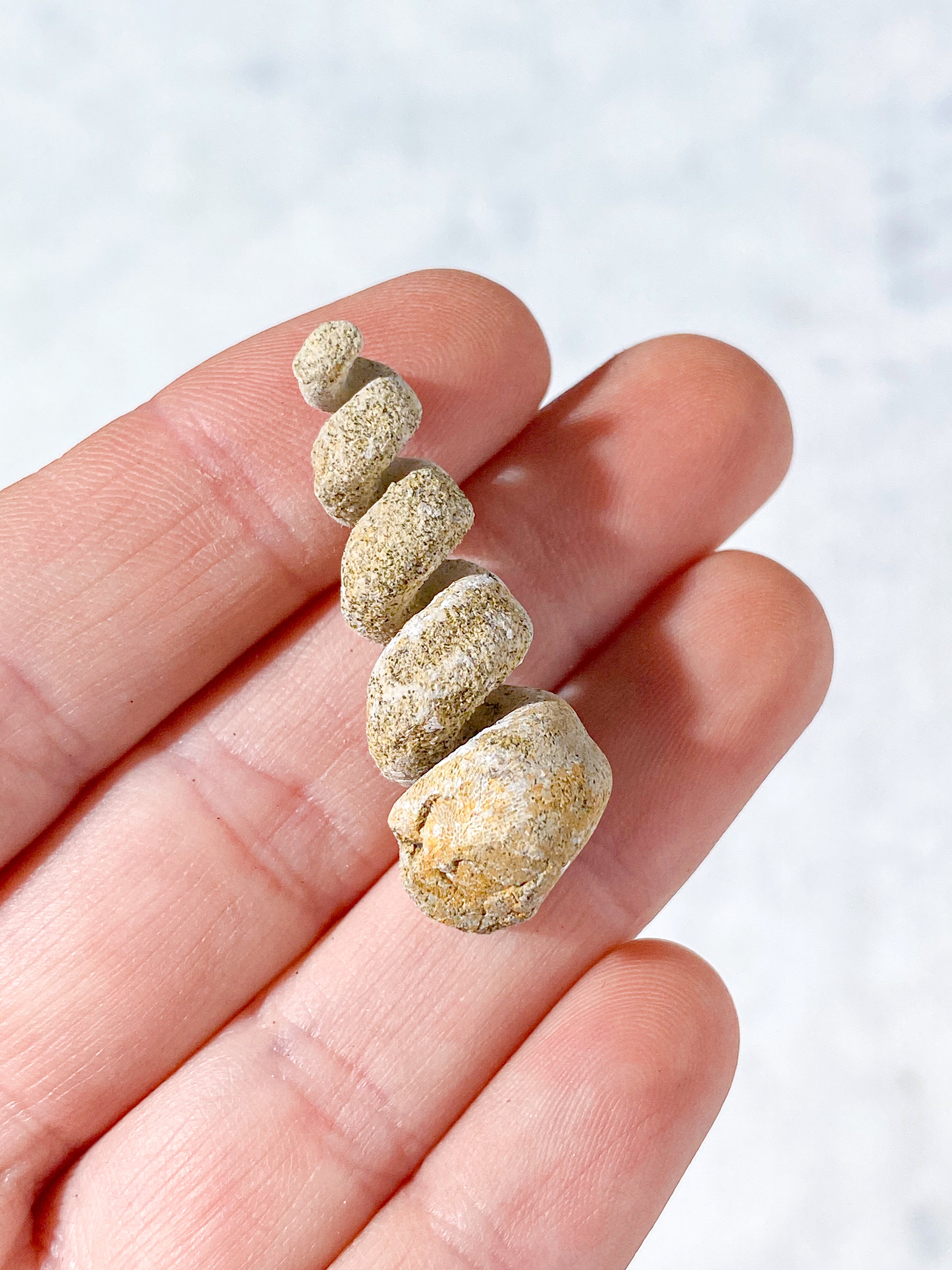 Turritella Fossil (Nr. 4)