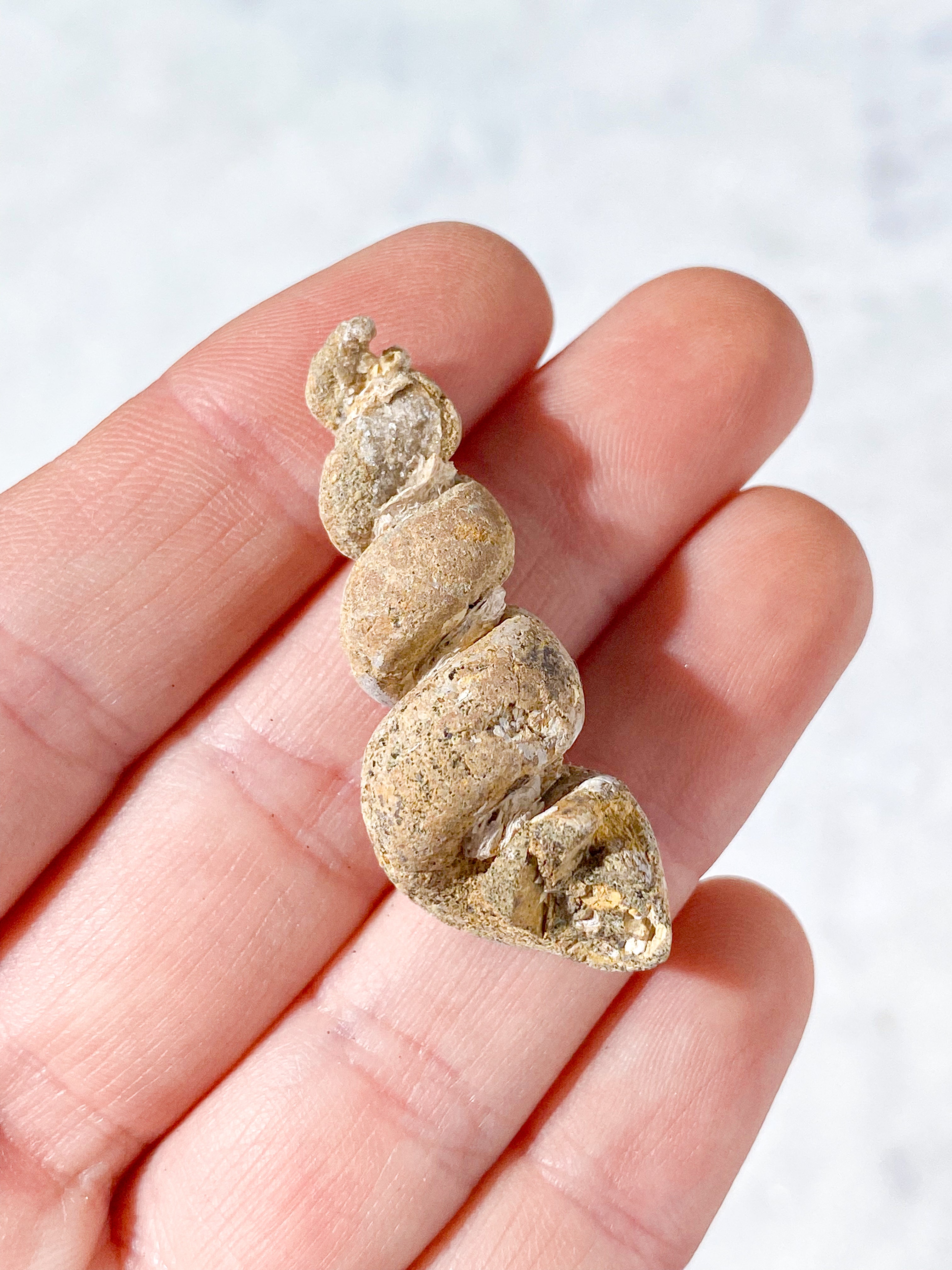 Turritella Fossil (Nr. 5)