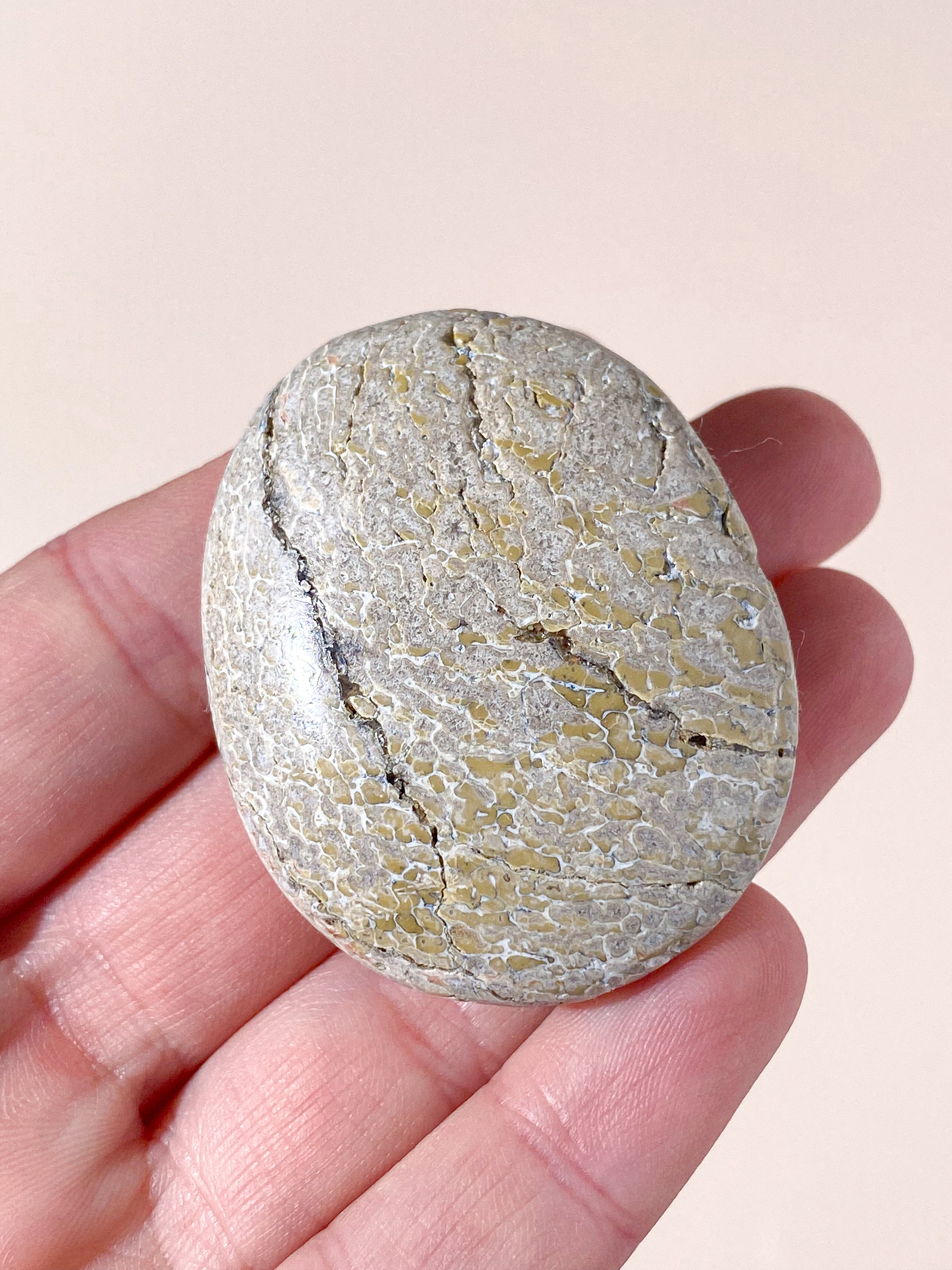 Atlasaurus Dinosaur Fossil Knogle Palmstone (Nr. 1)