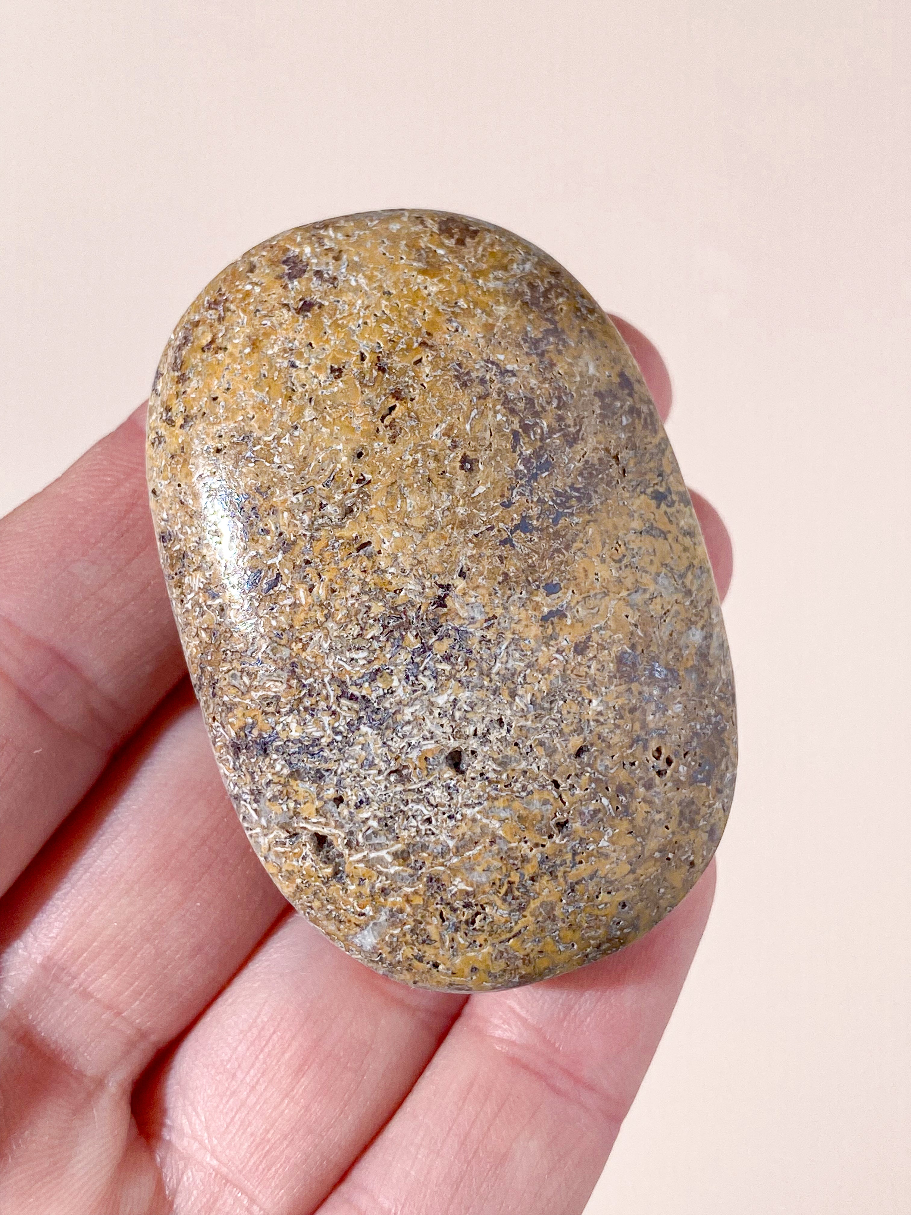 Atlasaurus Dinosaur Fossil Knogle Palmstone (Nr. 7)