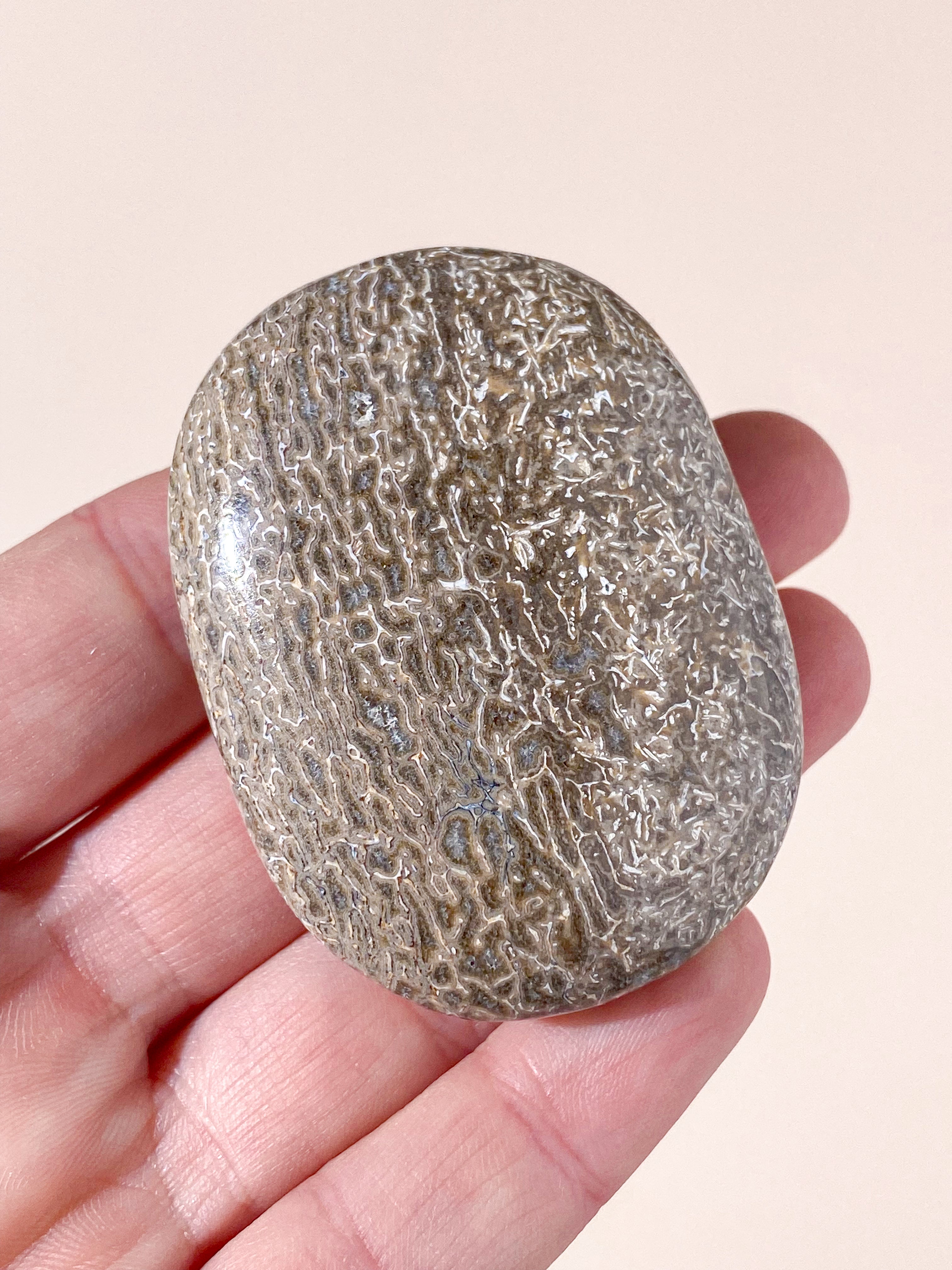Atlasaurus Dinosaur Fossil Knogle Palmstone (Nr. 9)