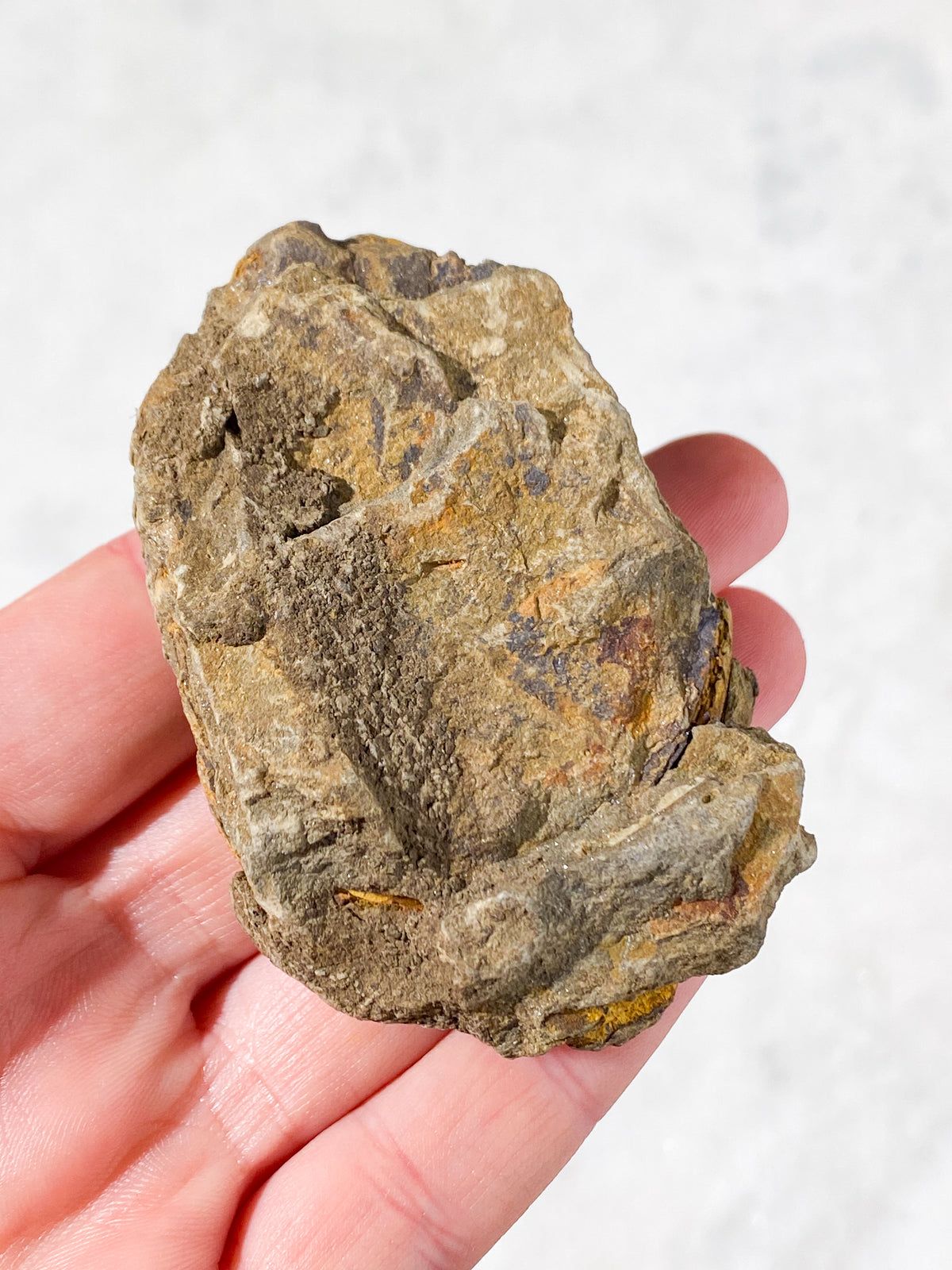 Trilobitfossil (nr 1)