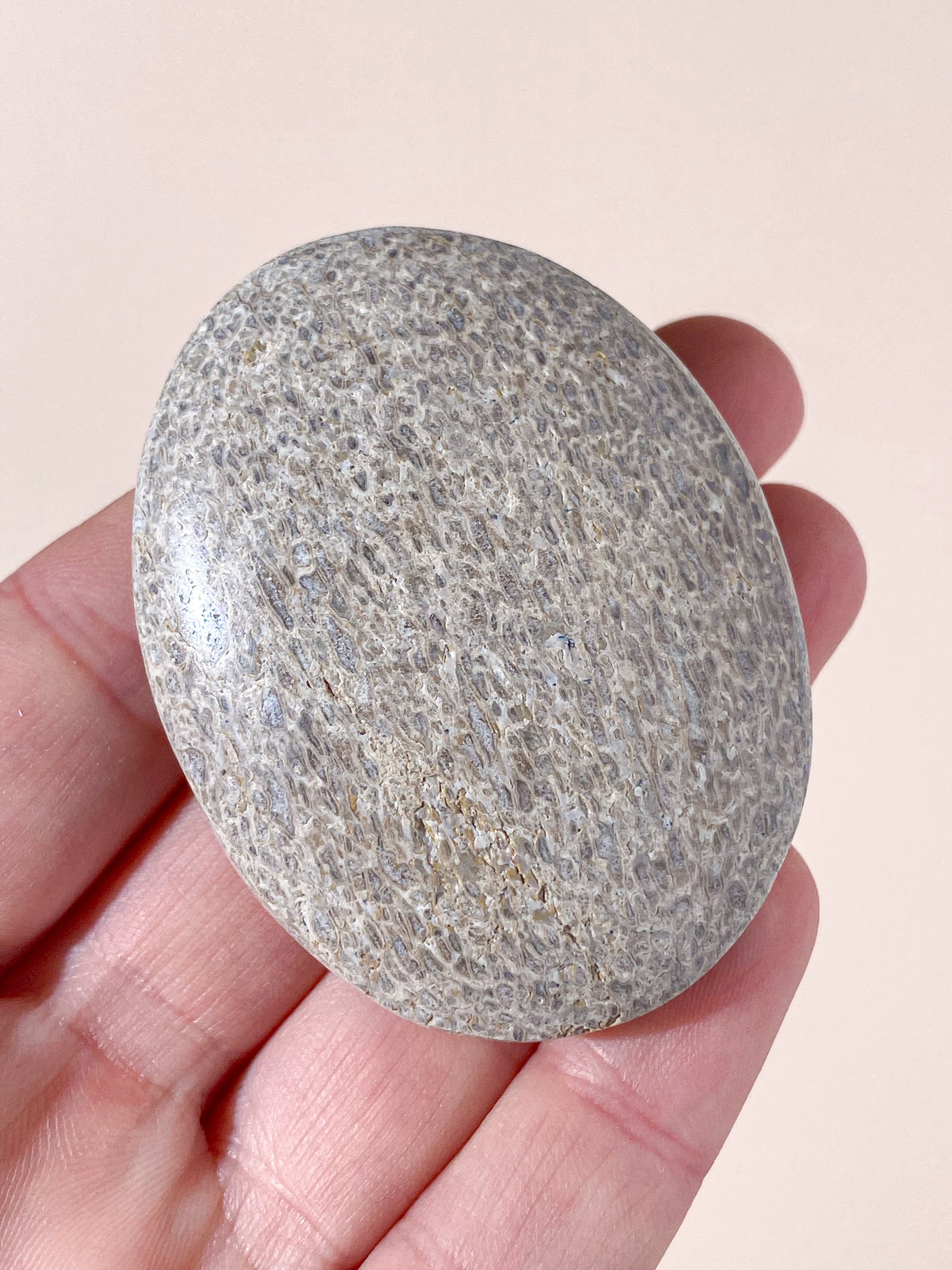Atlasaurus Dinosaur Fossil Knogle Palmstone (Nr. 10)