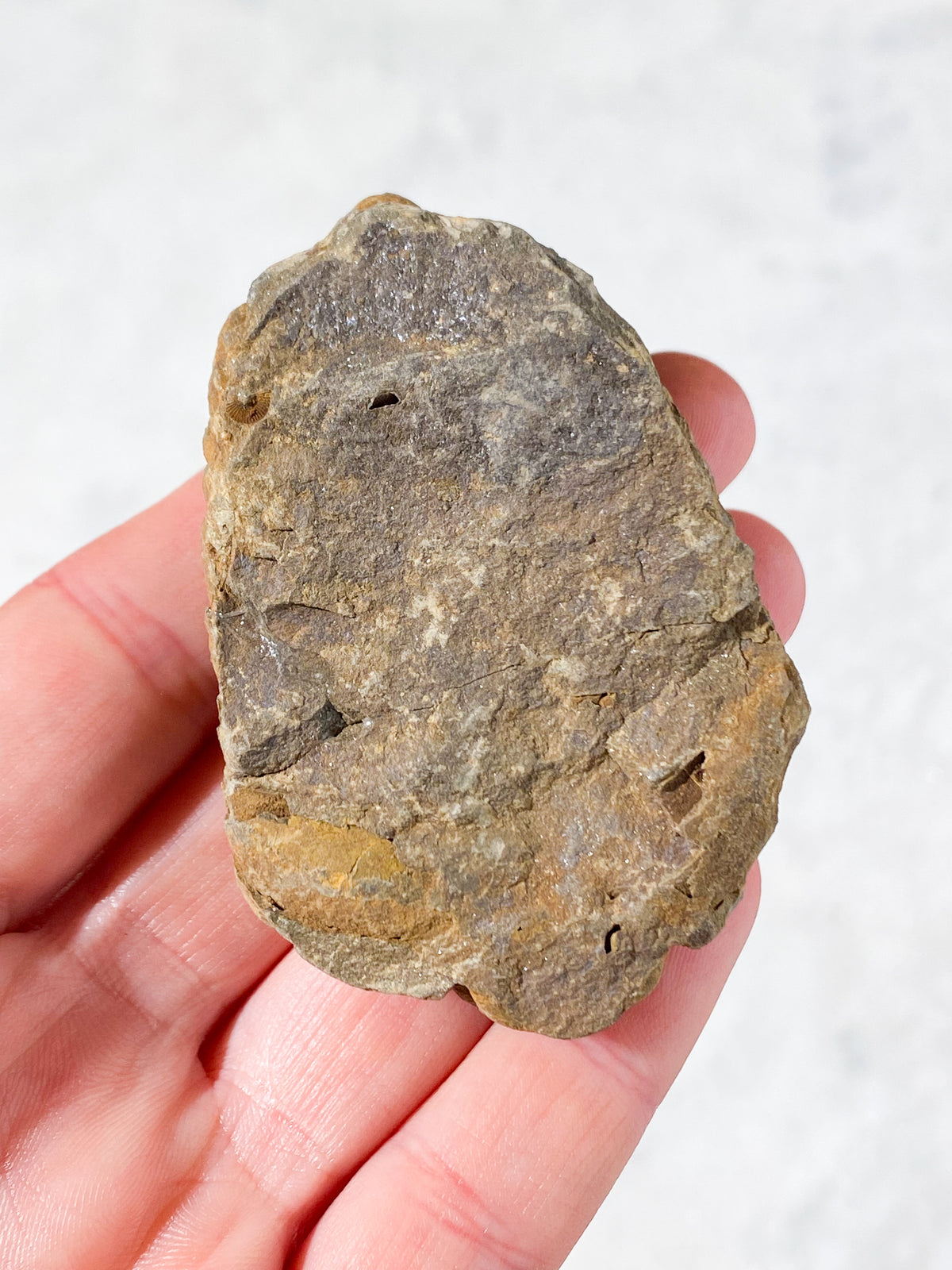 Trilobitfossil (nr 2)
