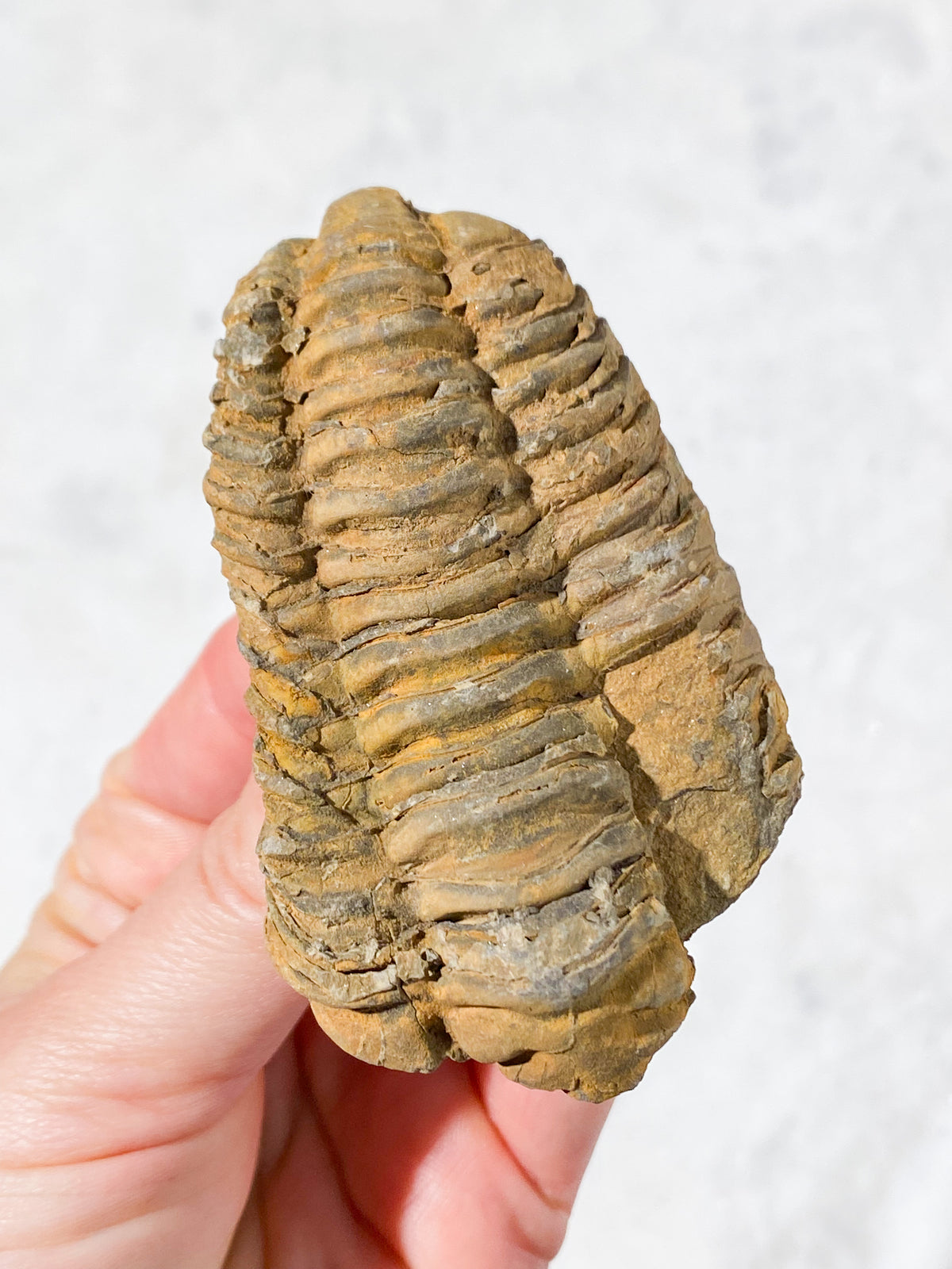 Trilobitfossil (nr 3)