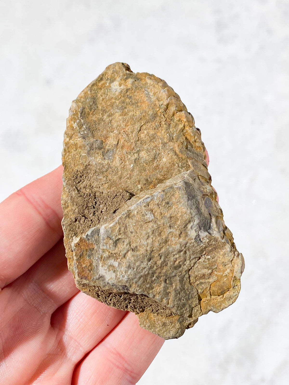 Trilobitfossil (nr 3)