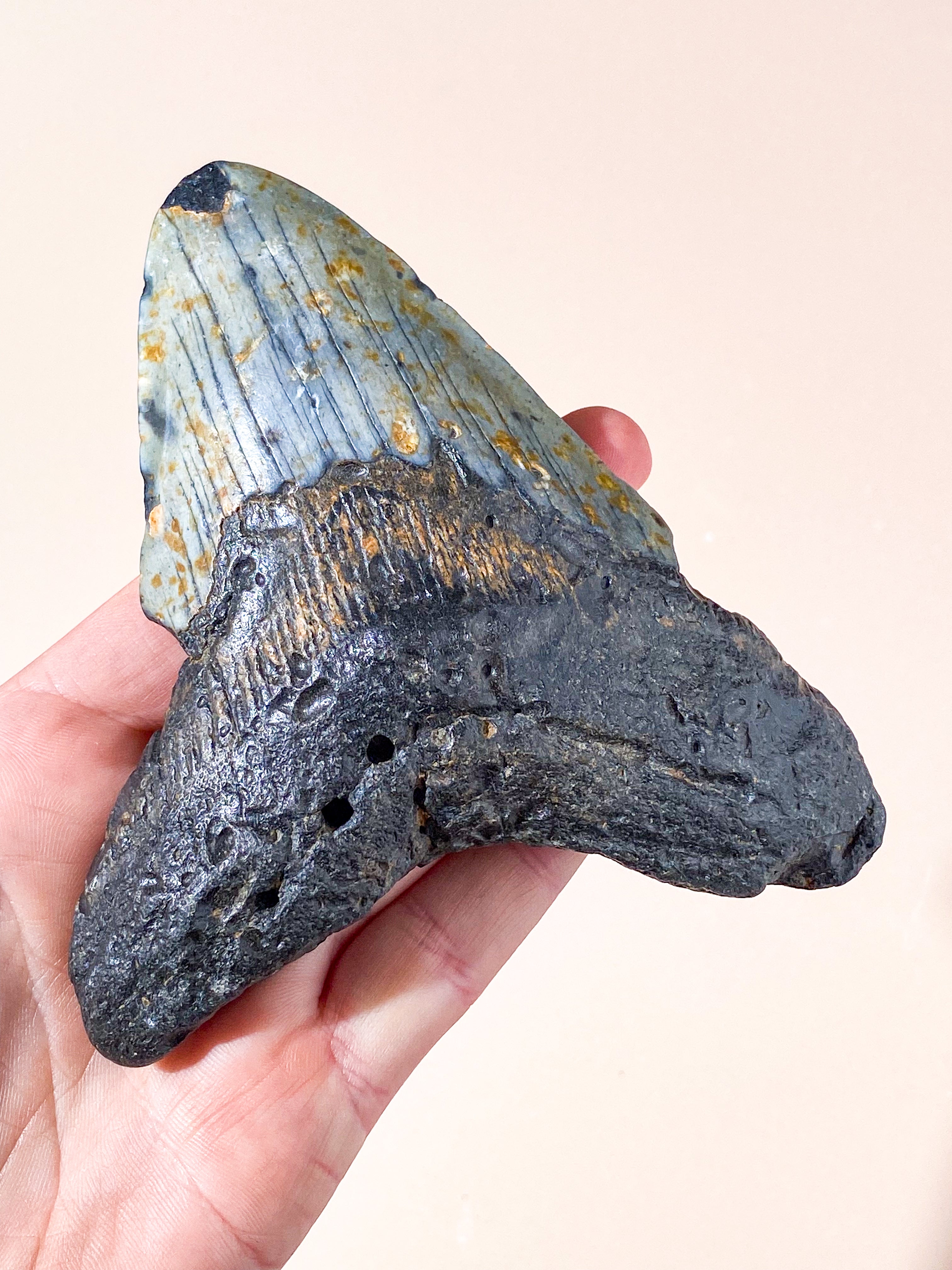 Stor Megalodon Tand Fossil (Nr. 1)