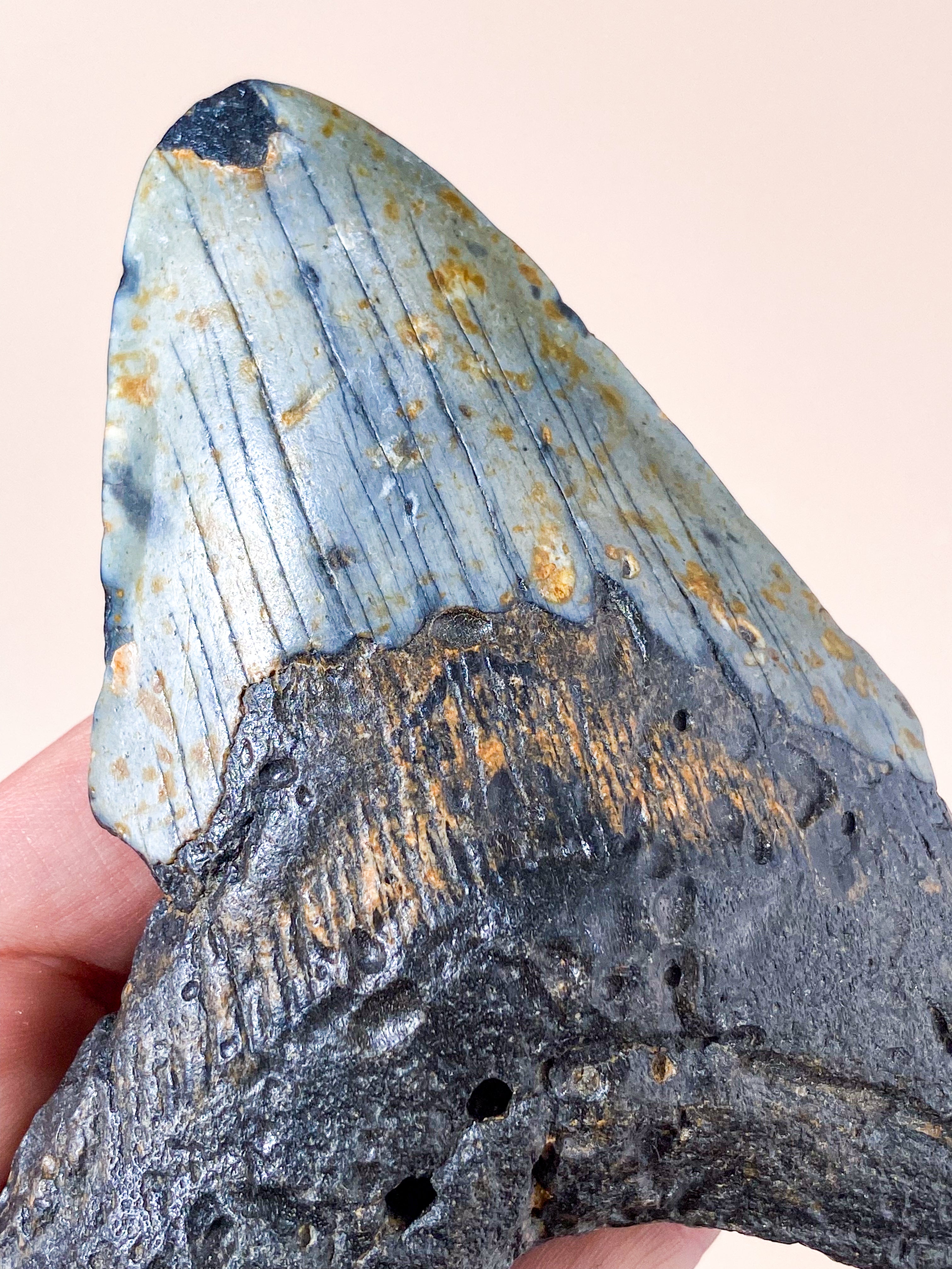 Stor Megalodon Tand Fossil (Nr. 1)