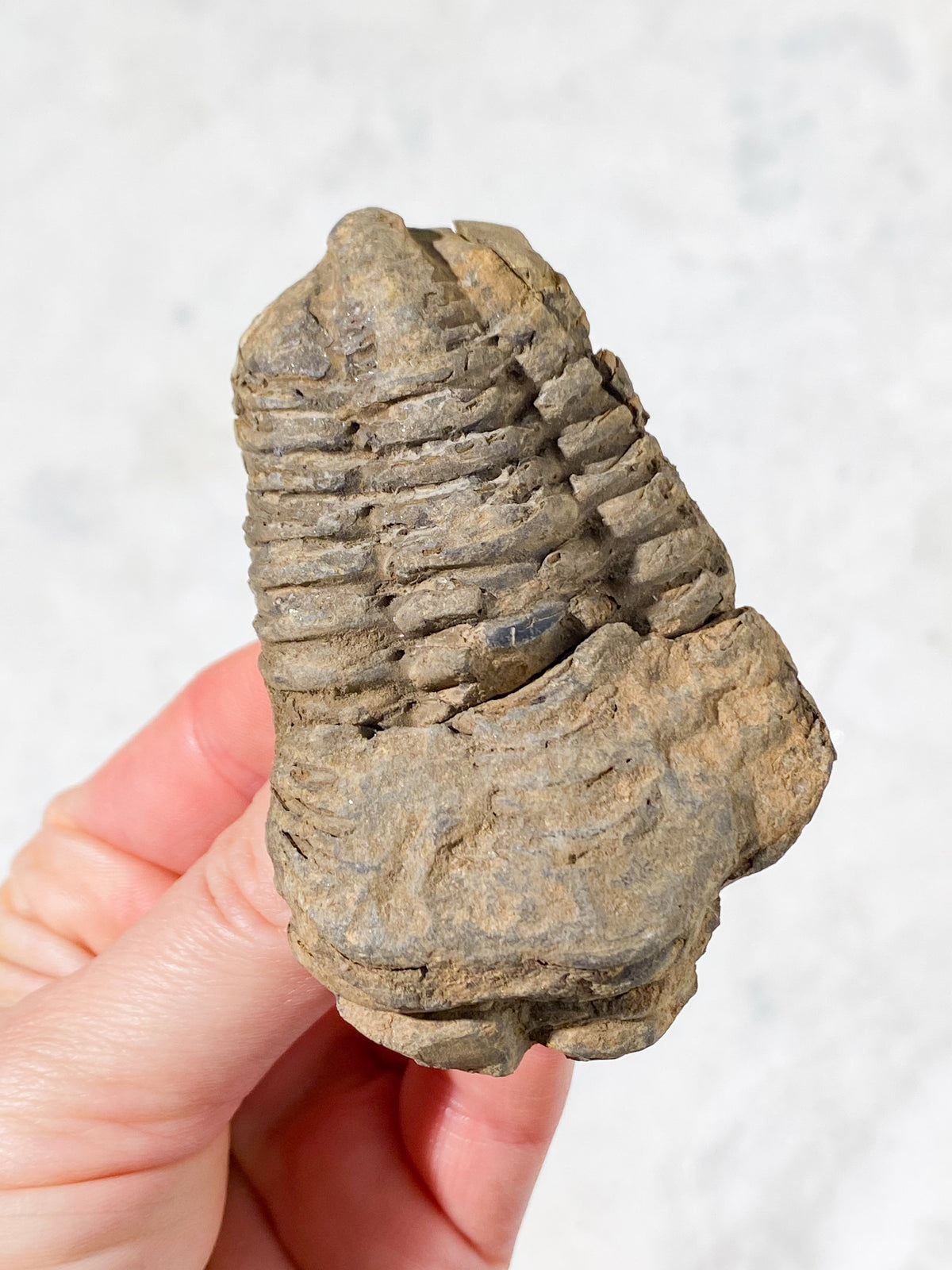 Trilobitfossil (nr 7)