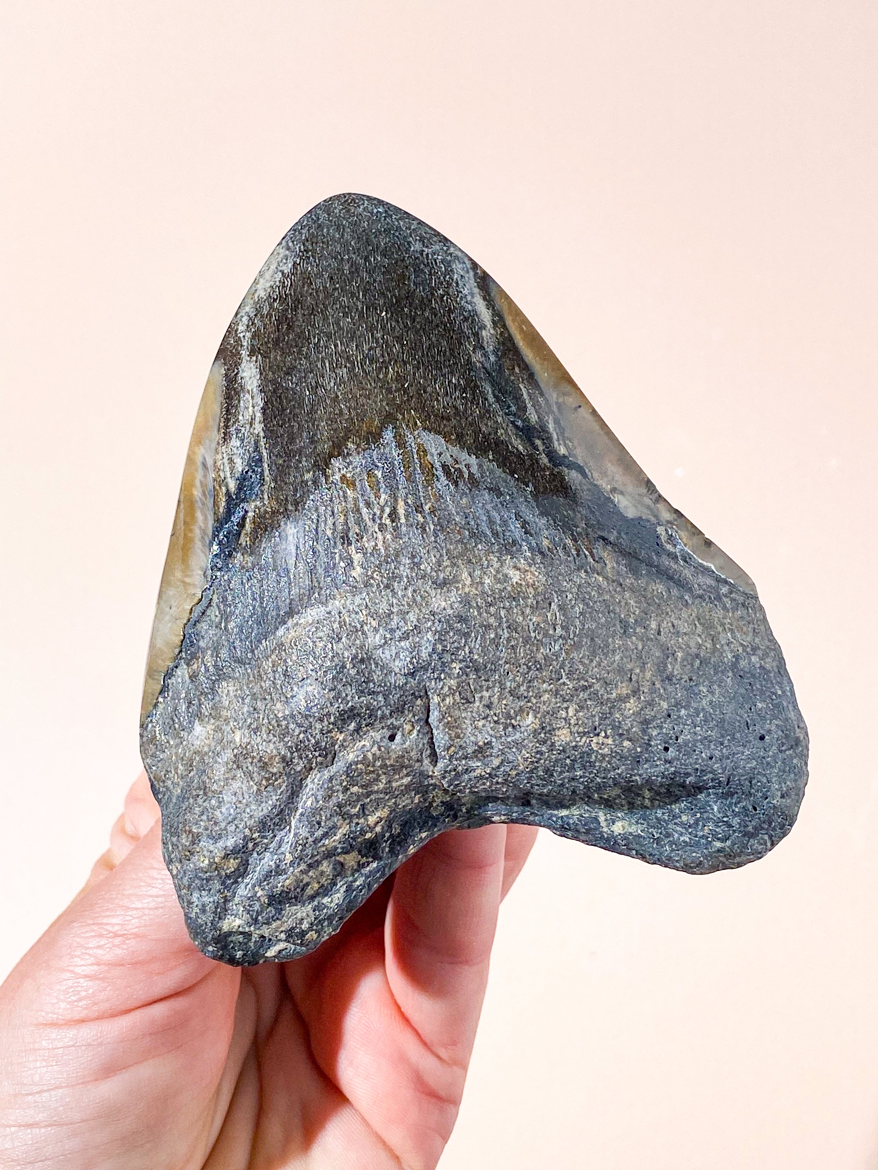 Stor Megalodon Tand Fossil (Nr. 2)