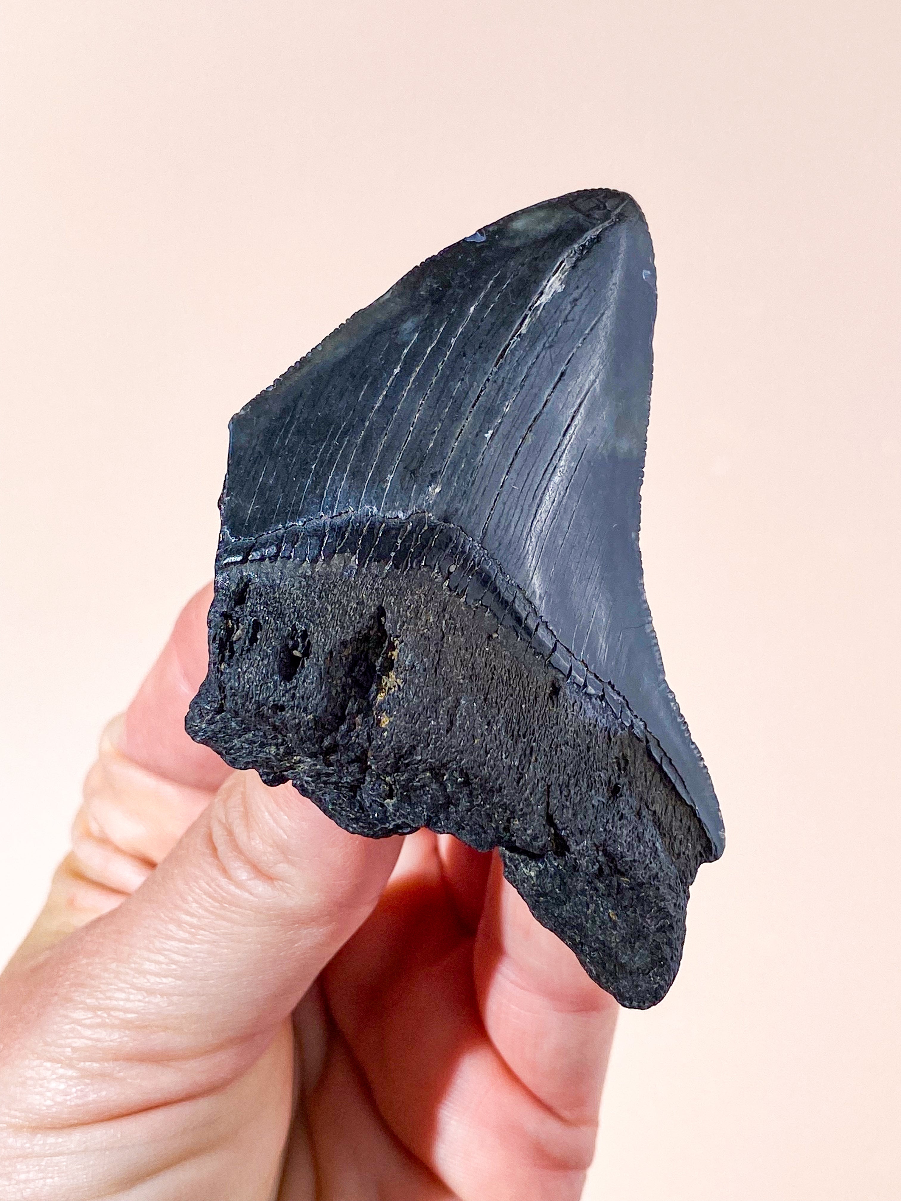 Megalodon Tand Fossil (Nr. 3)