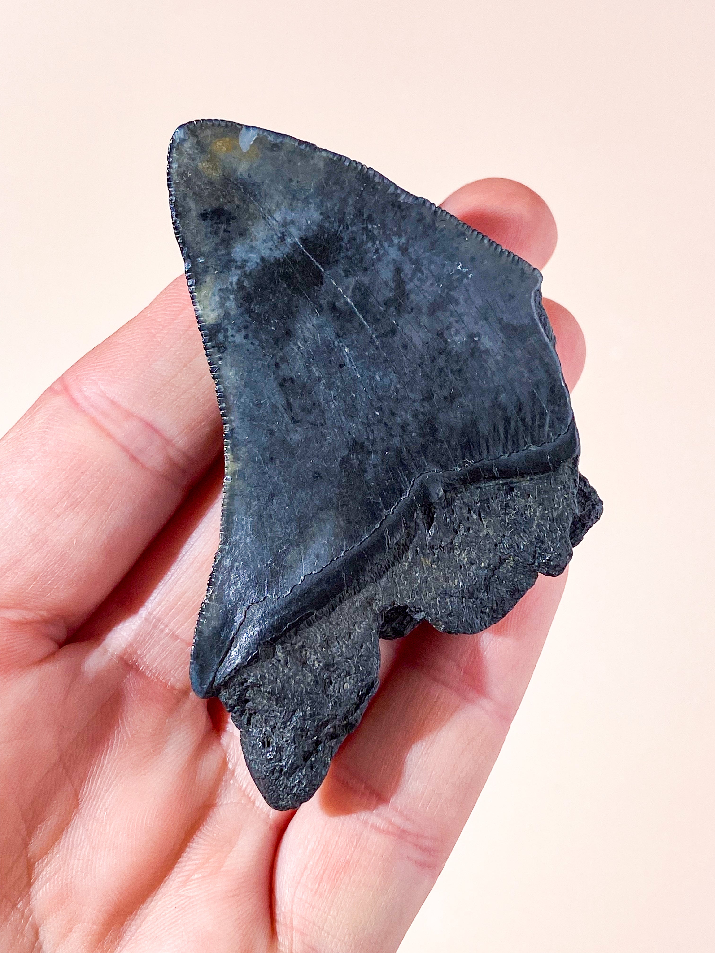Megalodon Tand Fossil (Nr. 3)