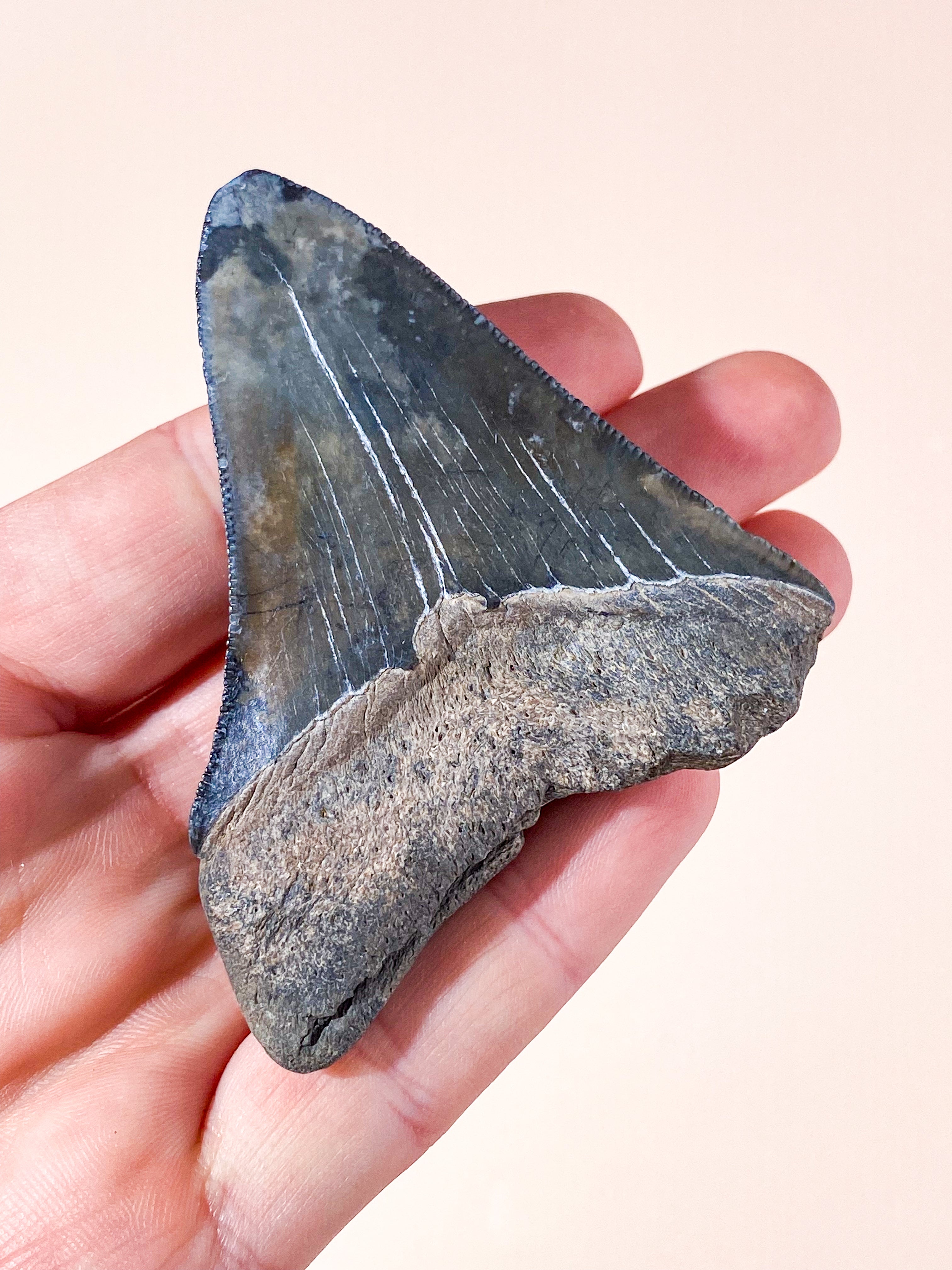 Megalodon Tand Fossil (Nr. 4)