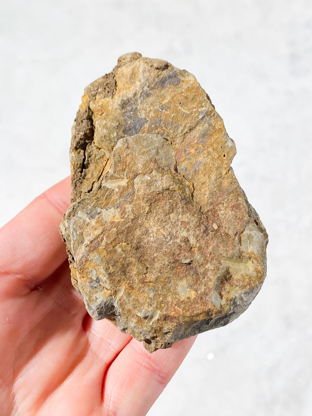 Trilobitfossil (Nr 10)