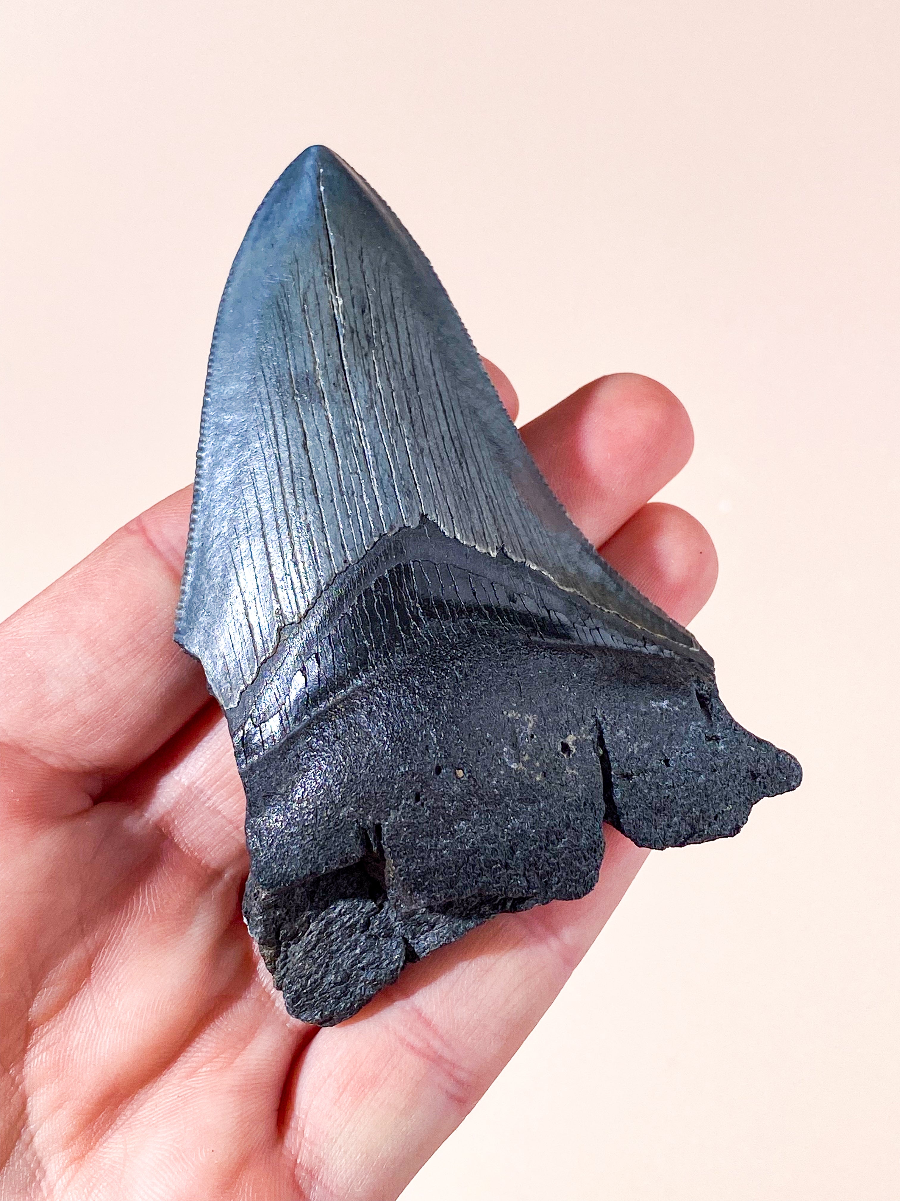 Megalodon Tand Fossil (Nr. 5)