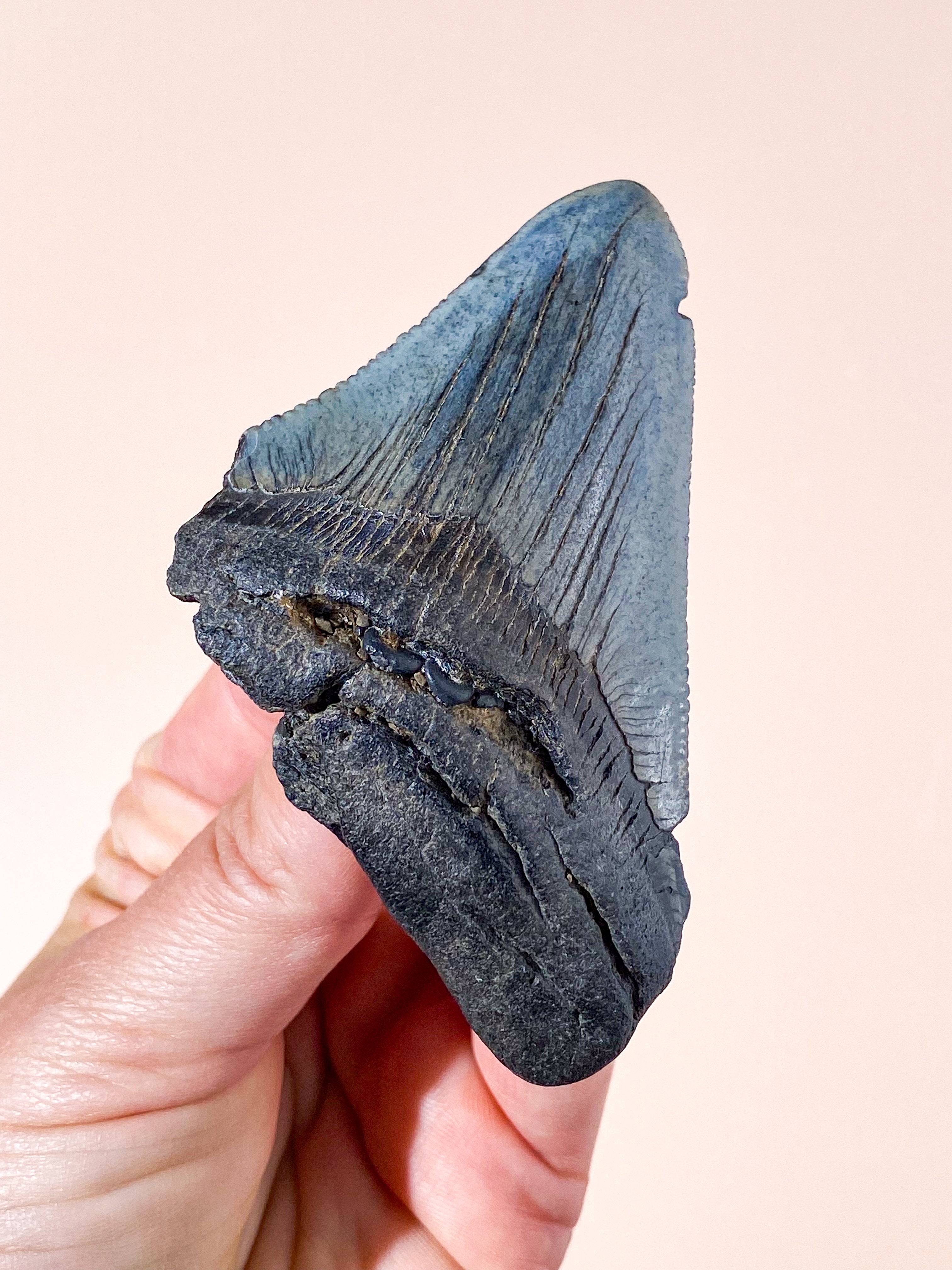 Megalodon Tand Fossil (Nr. 7)
