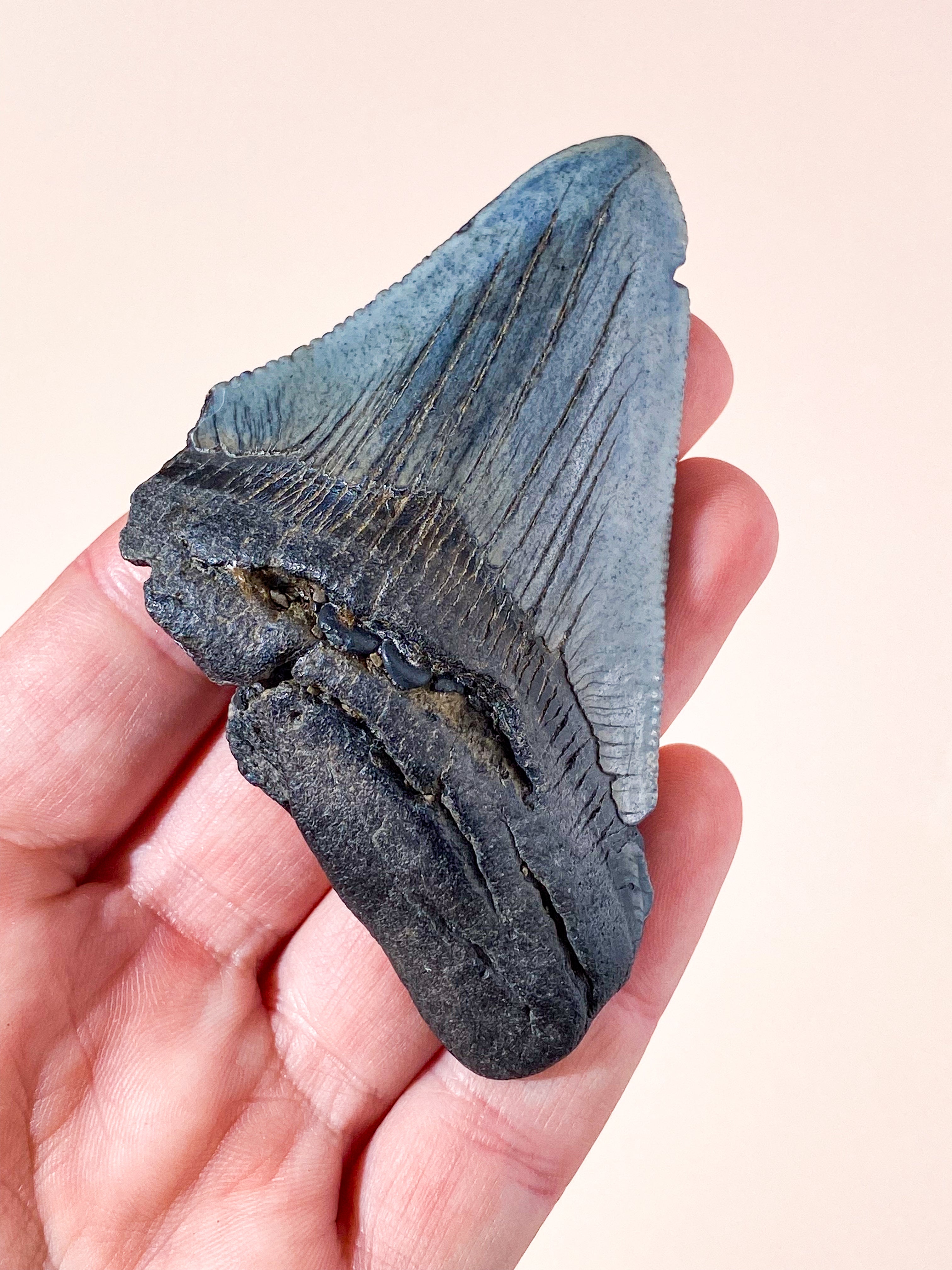 Megalodon Tand Fossil (Nr. 7)