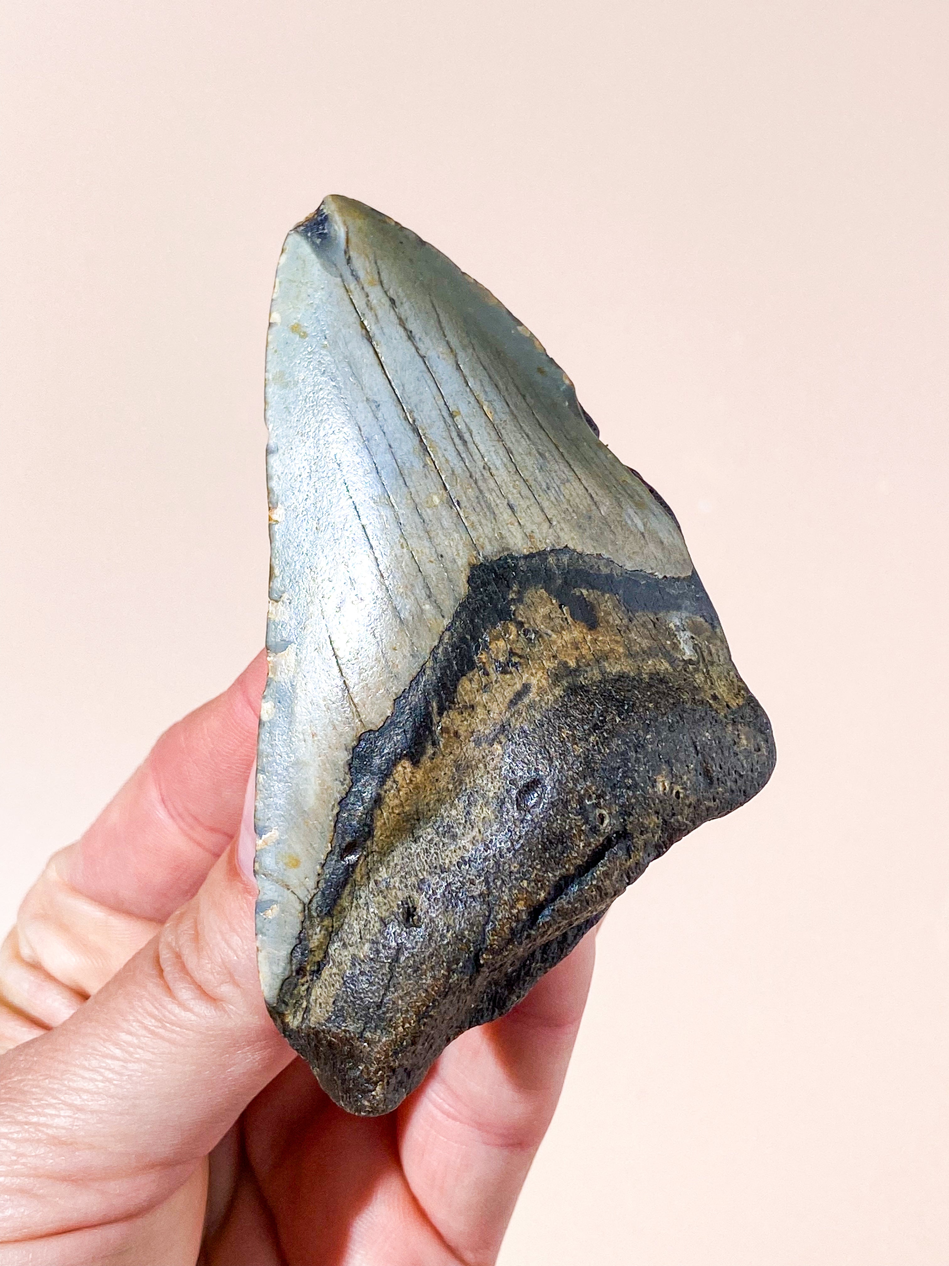 Megalodon Tand Fossil (Nr. 8)