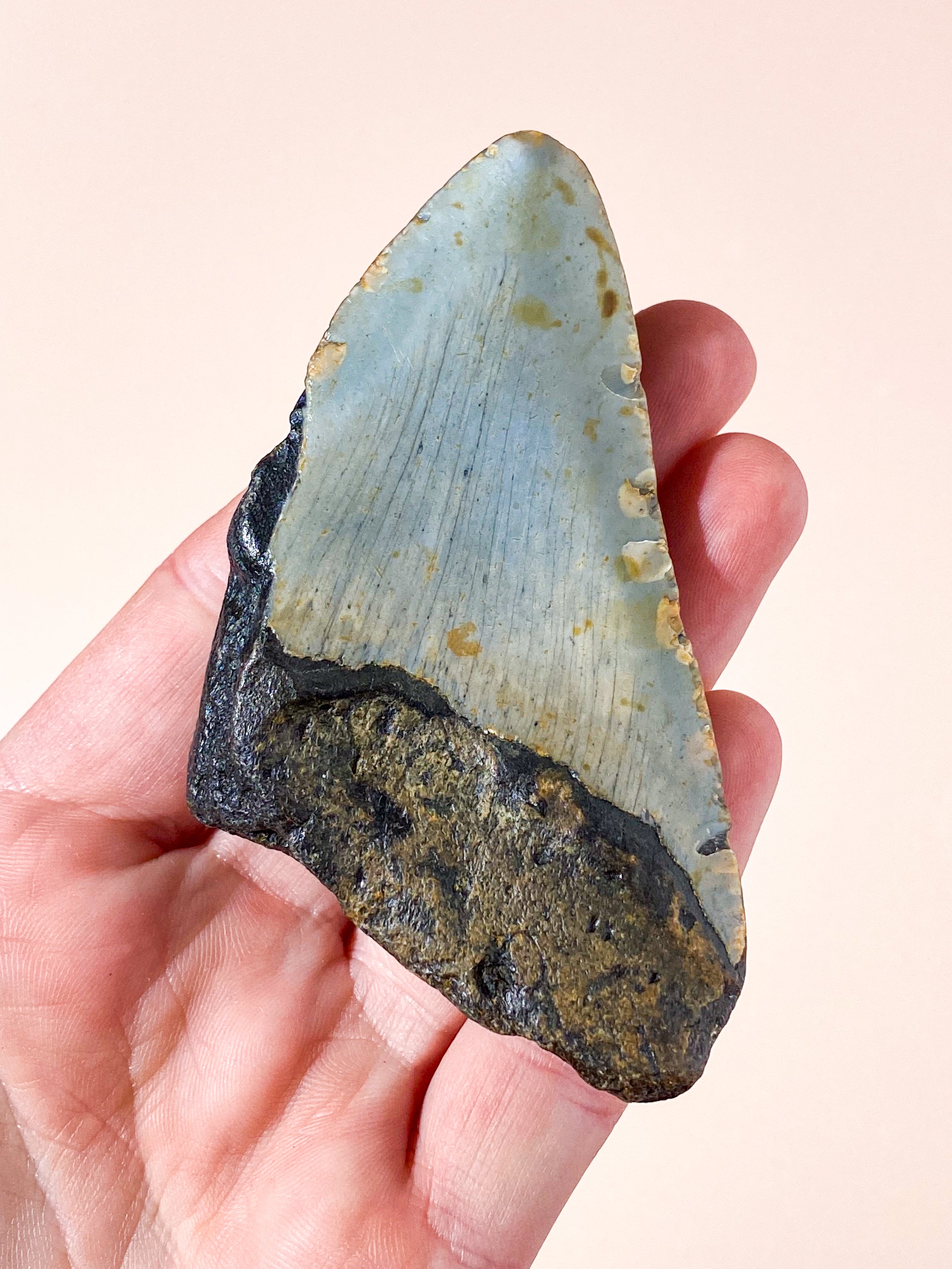 Megalodon Tand Fossil (Nr. 8)