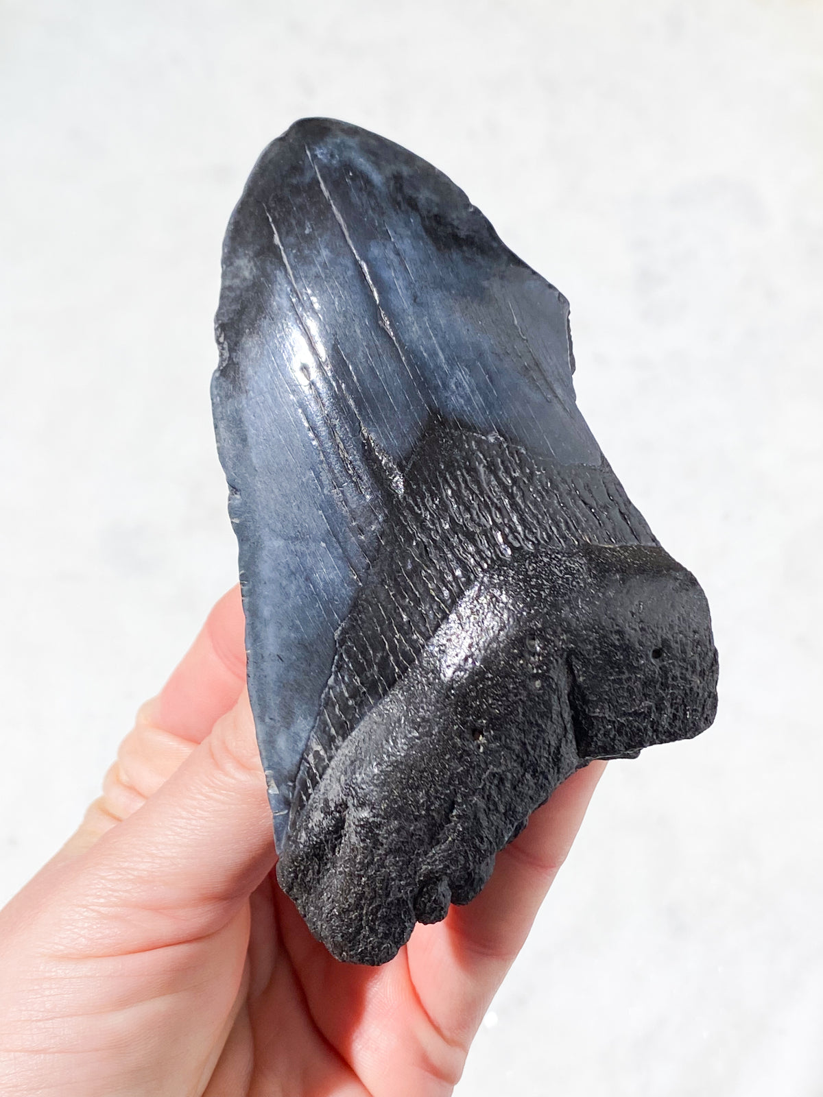 Megalodon Tandfossil (Nr. 8)