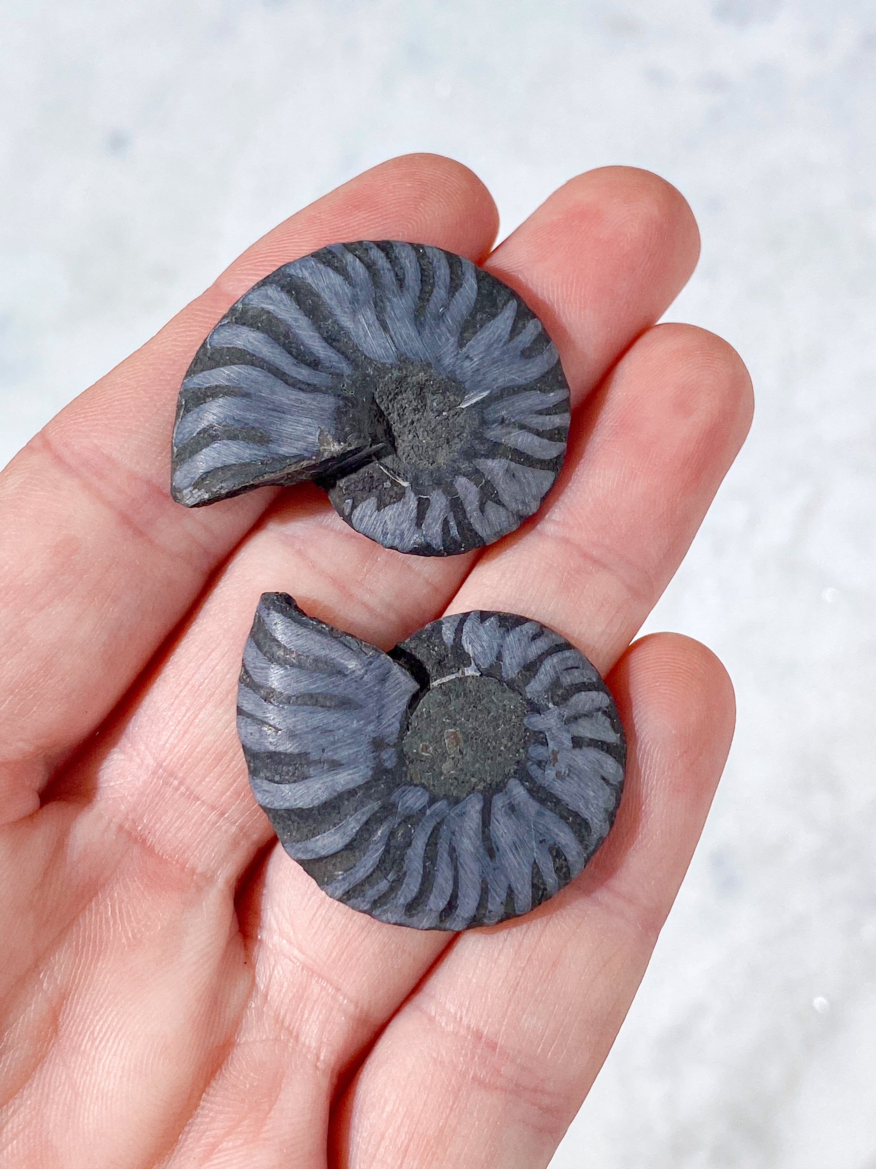 Sort Ammonit Fossil Par (Nr. 7)