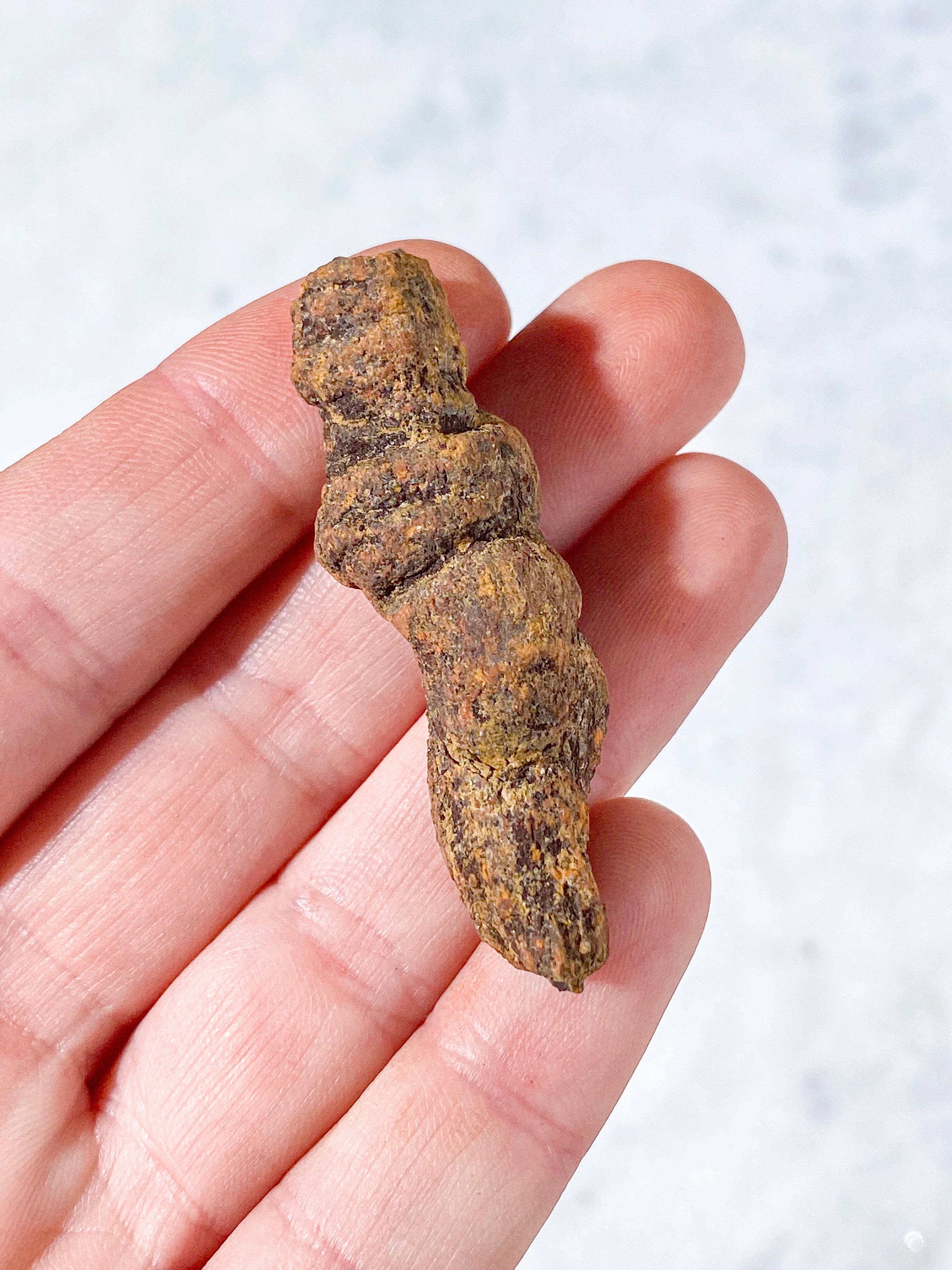 Koprolit Fossil (Nr. 5)