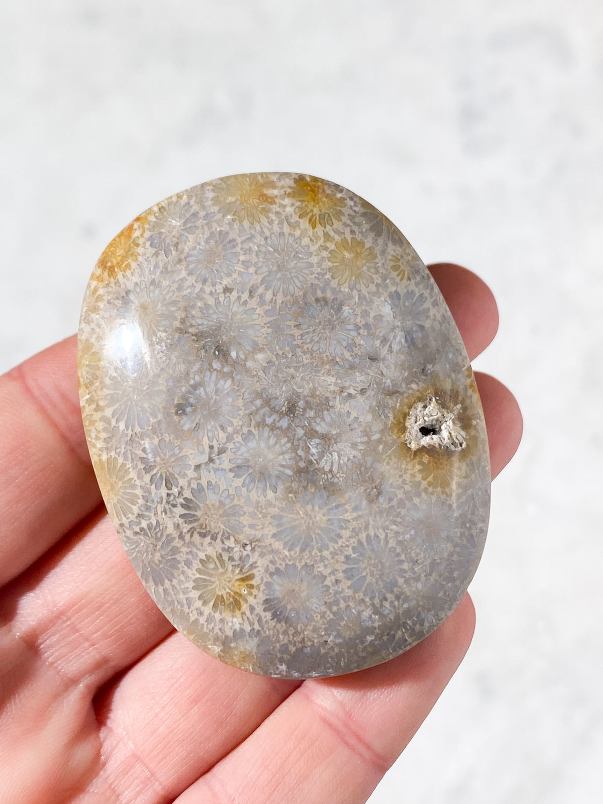 Korallrotsfossil Palmstone (Nr 2)