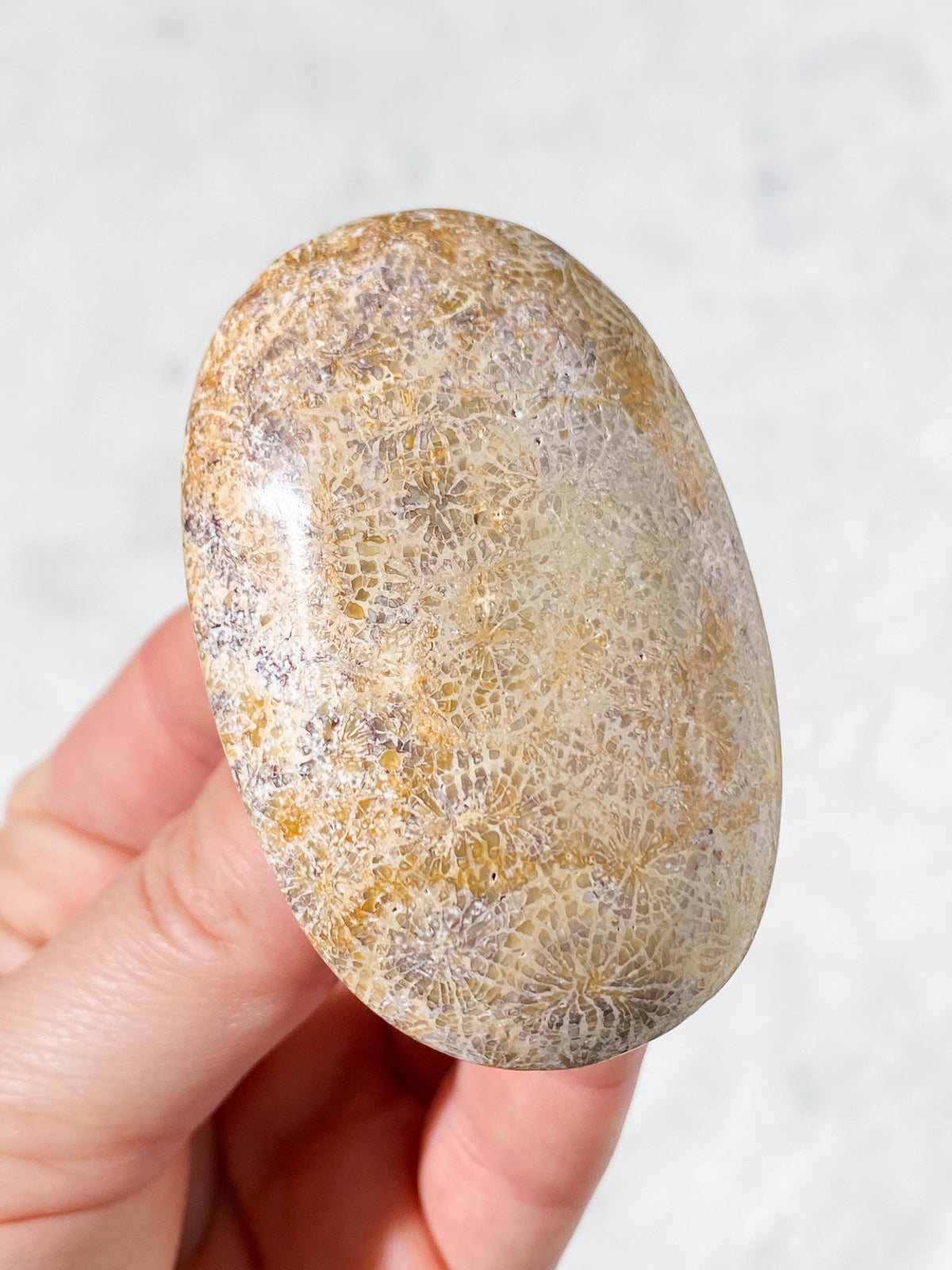 Korallrotsfossil Palmstone (Nr 7)