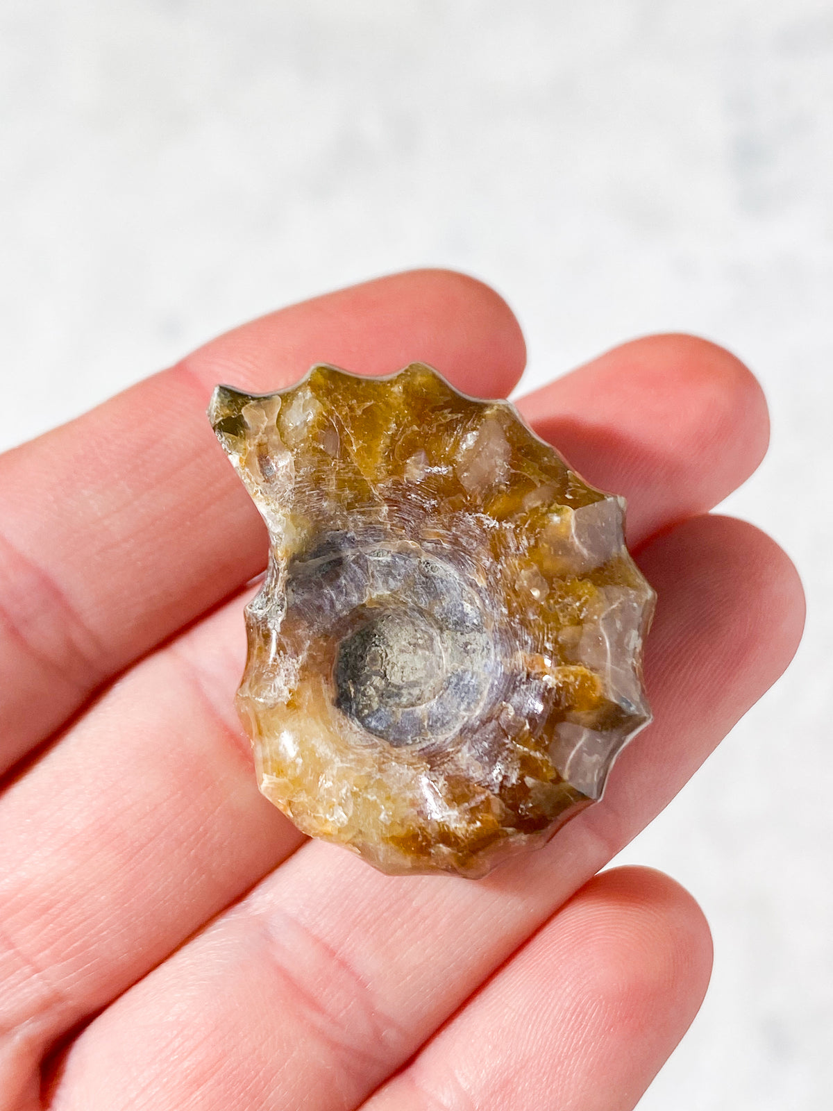 Douvilleiceras Ammonit Fossil (Nr. 2)