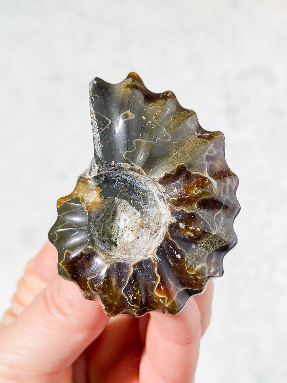 Douvilleiceras Ammonit Fossil (Nr. 6)