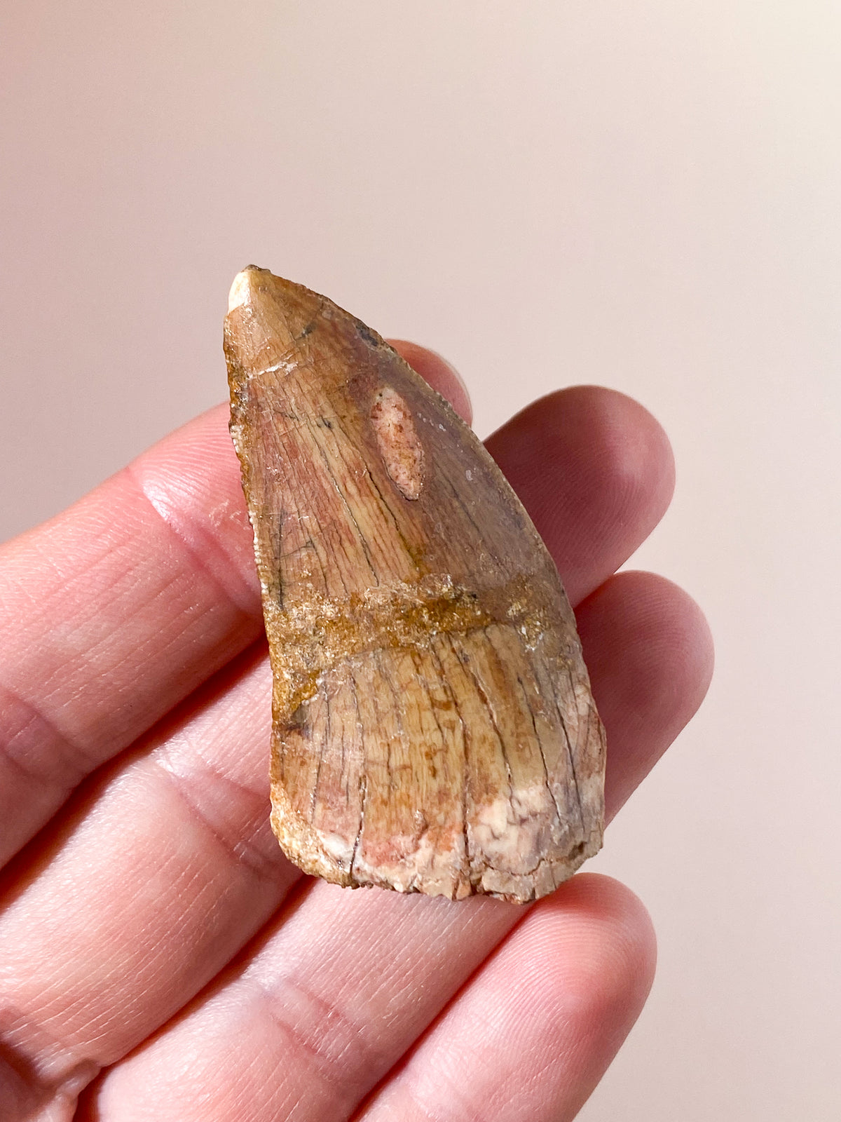 Carcharodontosaurus Tandfossil (Nr. 8)