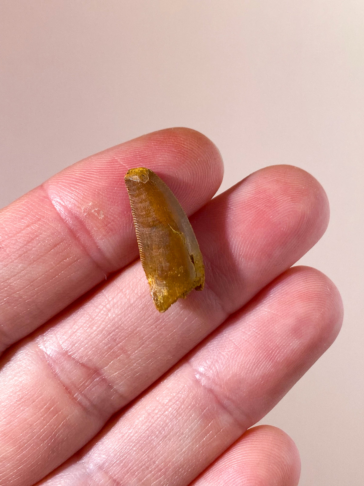 Raptor Tand Fossil (Nr. 4)