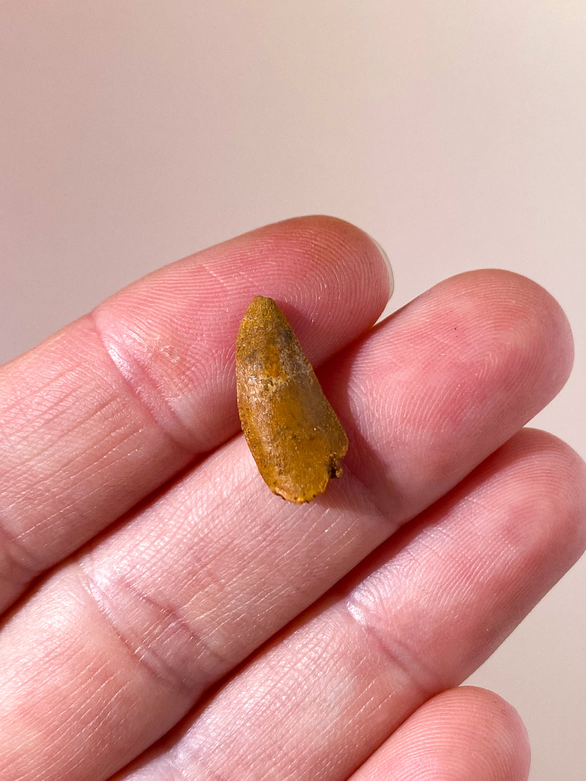 Raptor Tand Fossil (Nr. 5)