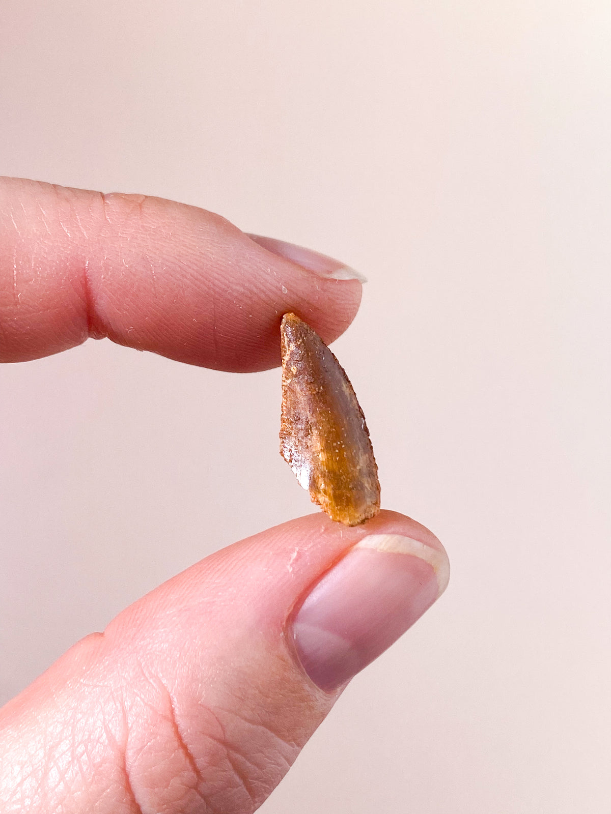 Raptor Tand Fossil (Nr. 6)