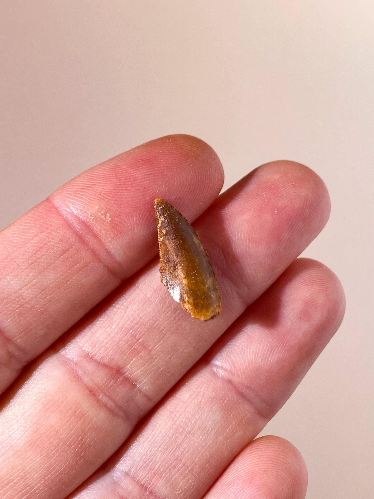 Raptor Tand Fossil (Nr. 6)