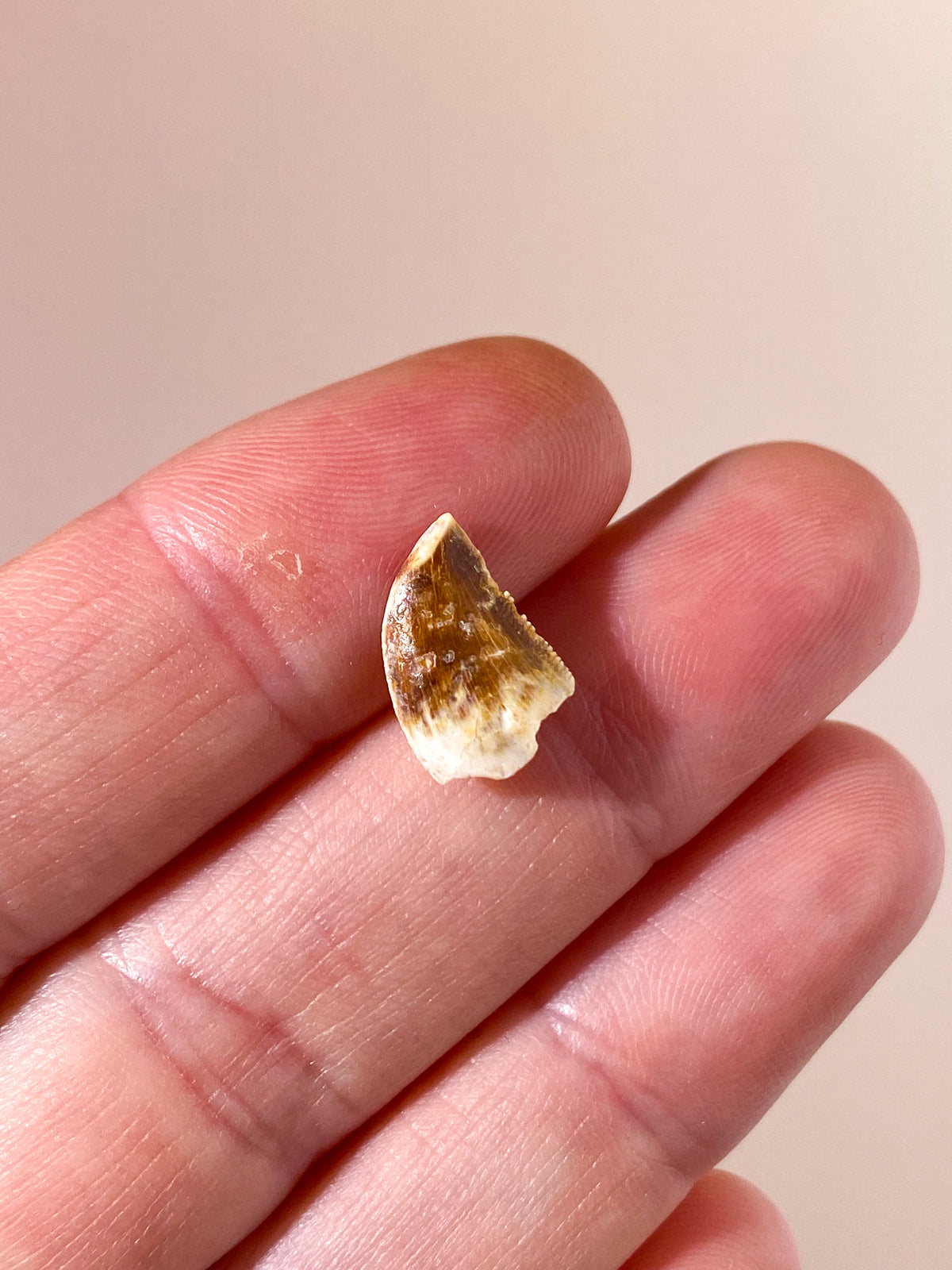Raptor Tand Fossil (Nr. 11)