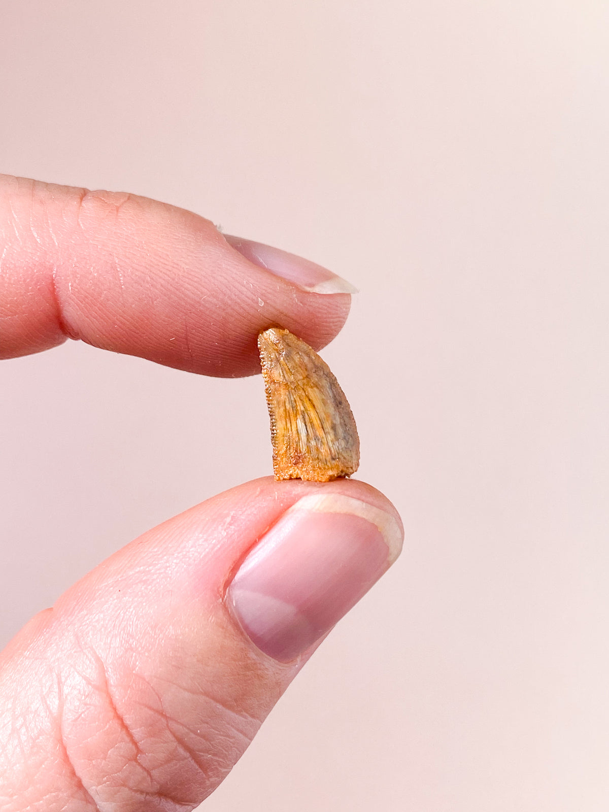 Raptor Tand Fossil (Nr. 14)
