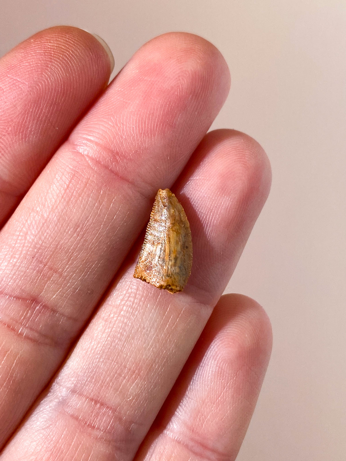 Raptor Tand Fossil (Nr. 14)