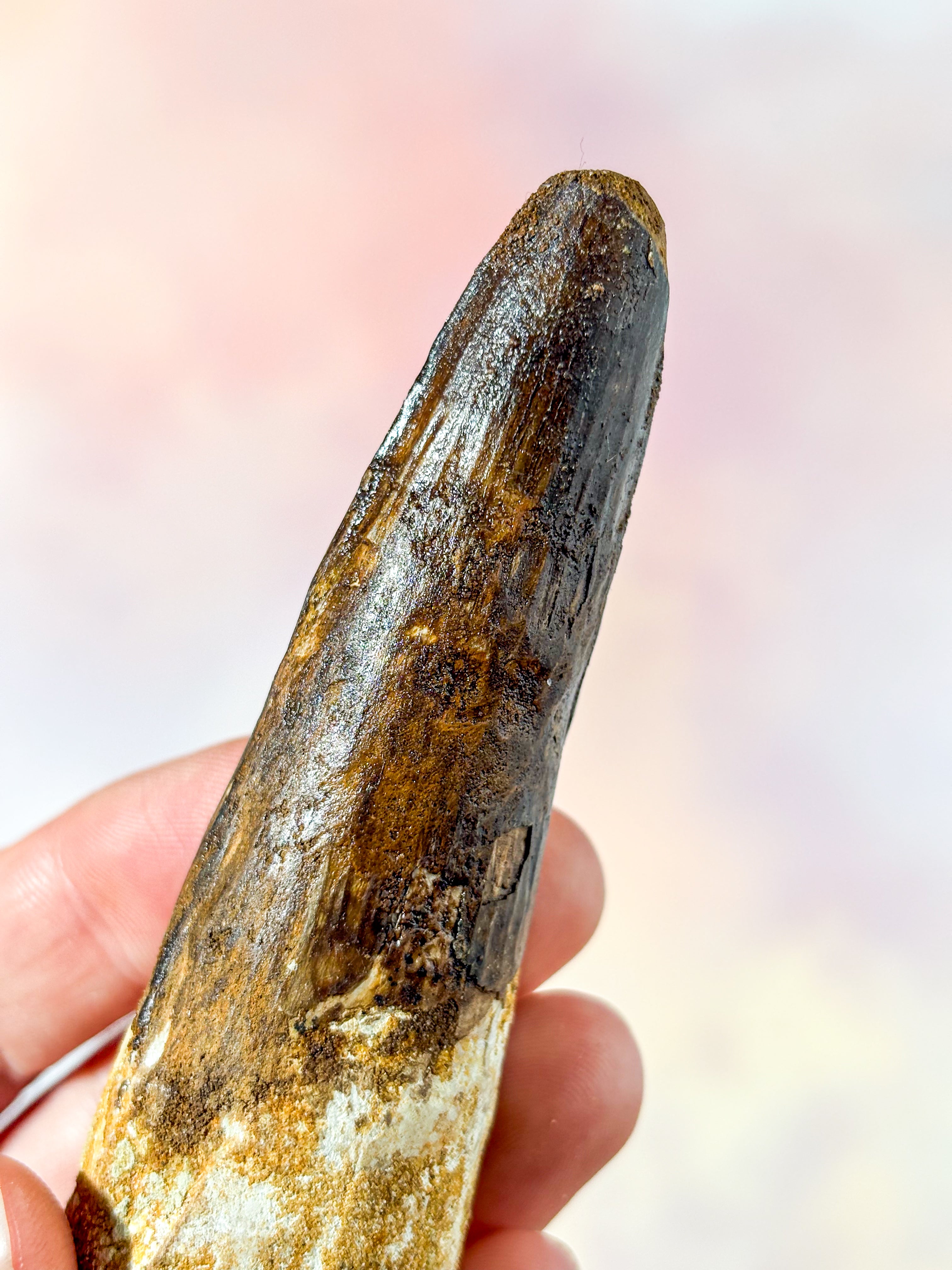 Spinosaurus Tandfossil (Nr 1)