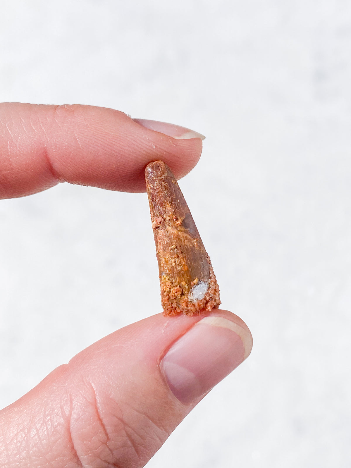 Pterosaur Tand Fossil (Nr. 1) Flyveøgle