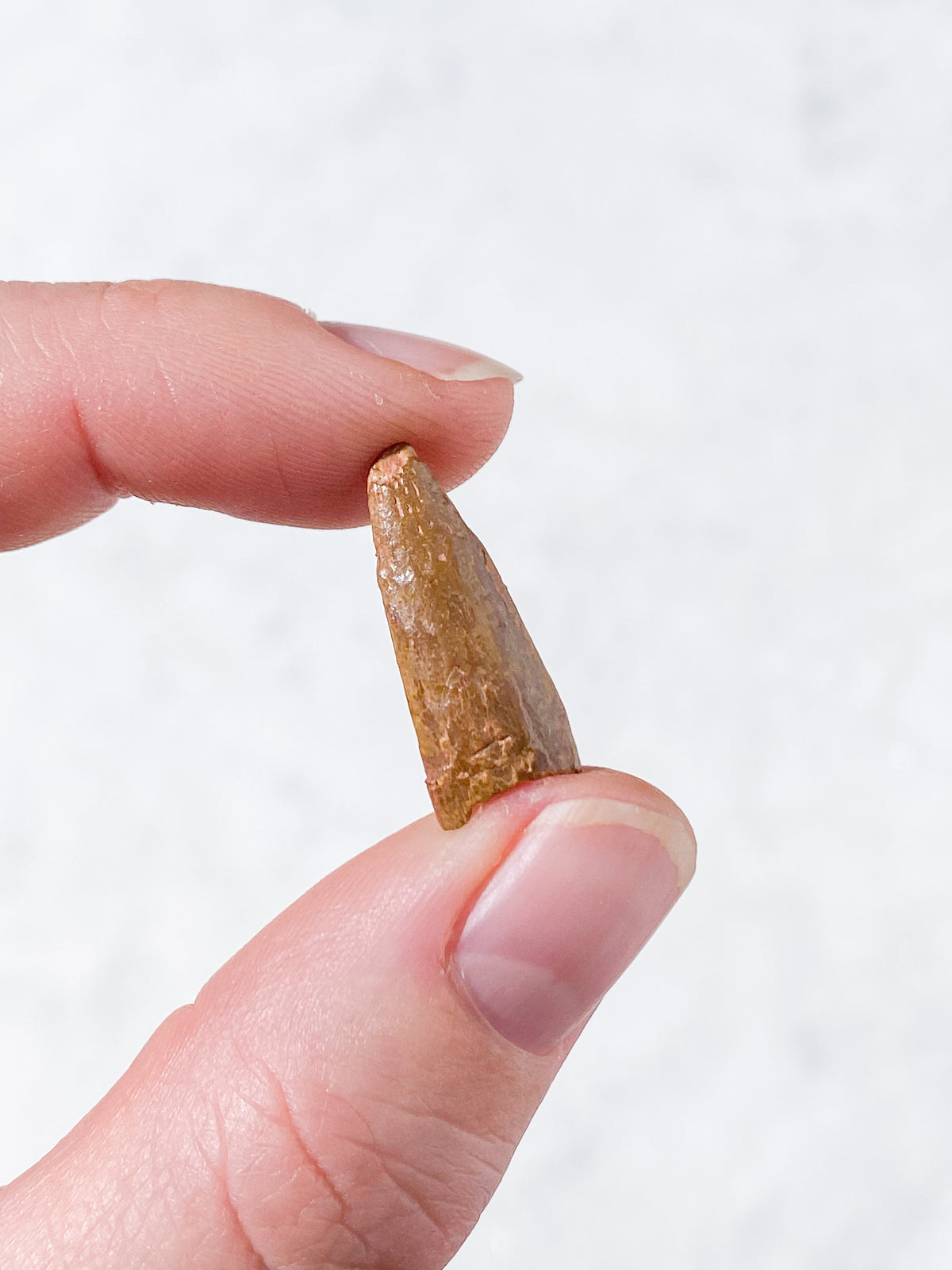 Pterosaur Tand Fossil (Nr. 3) Flyveøgle