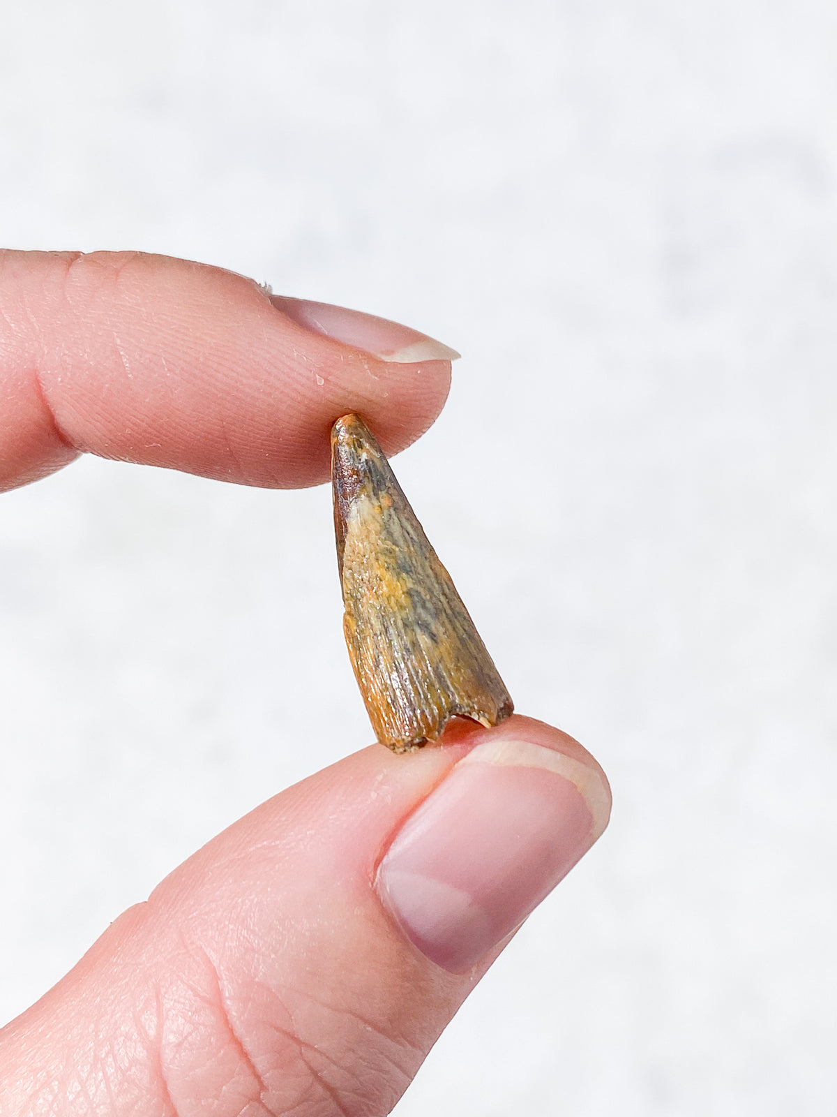 Pterosaur Tand Fossil (Nr. 5) Flyveøgle