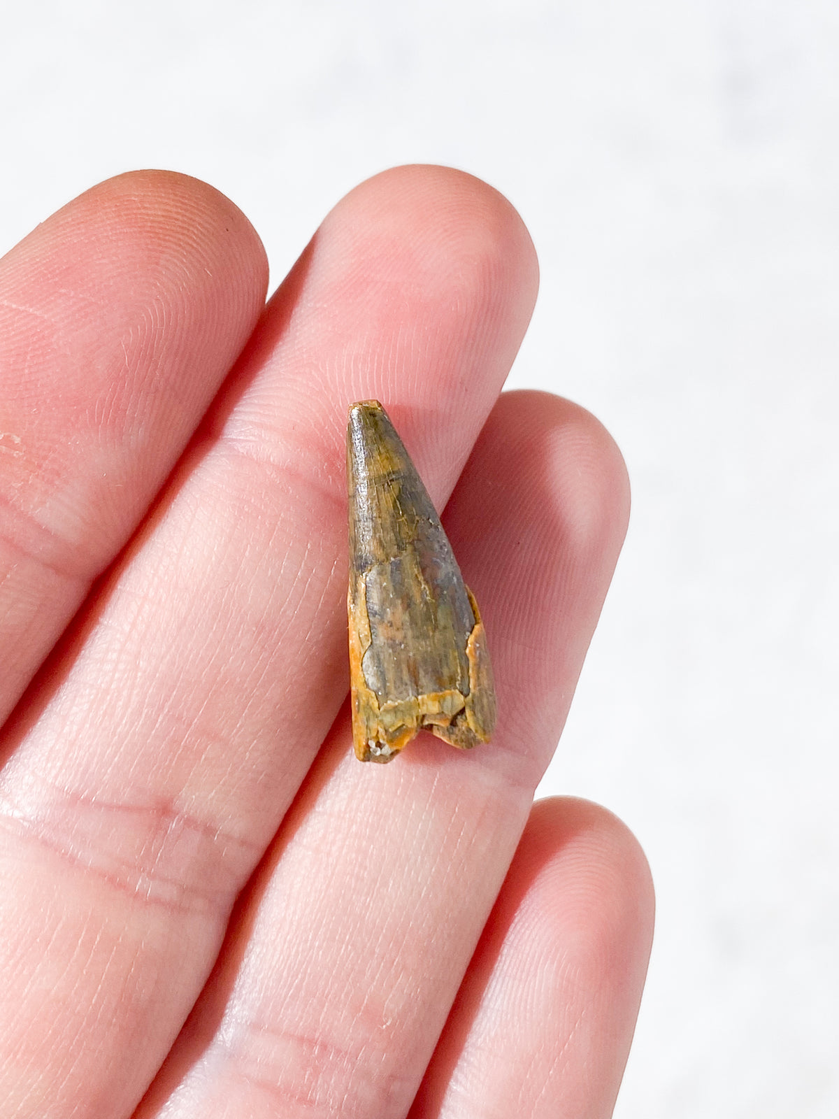 Pterosaur Tand Fossil (Nr. 5) Flyveøgle