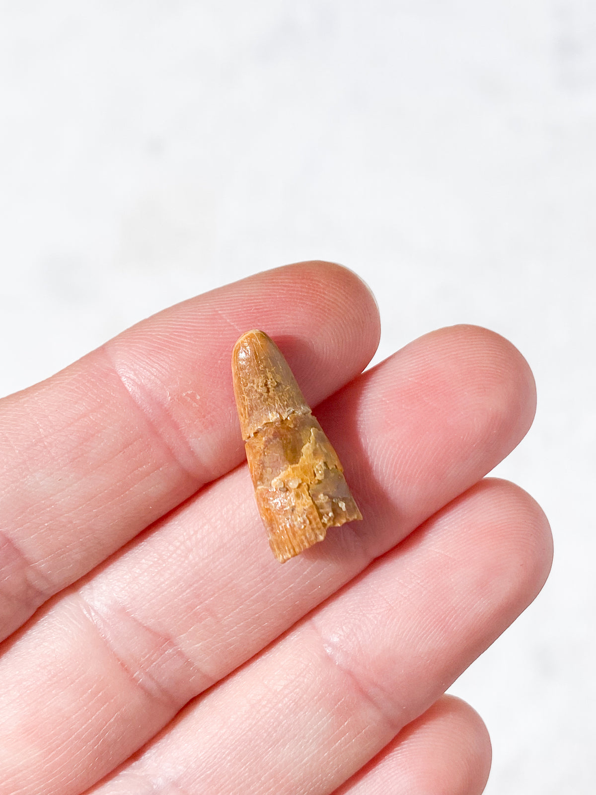 Pterosaur Tand Fossil (Nr. 7) Flyveøgle