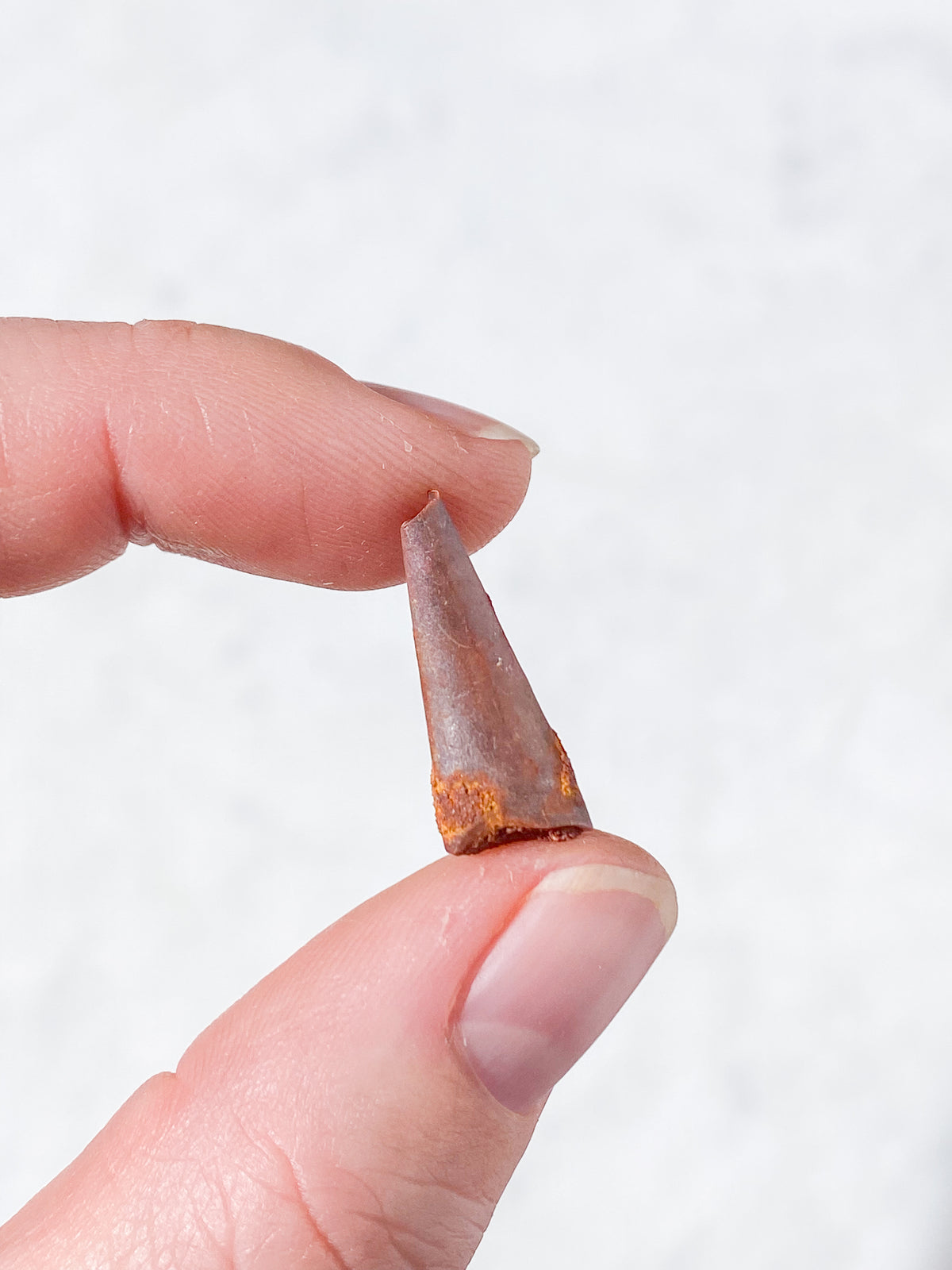 Pterosaur Tand Fossil (Nr. 8) Flyveøgle
