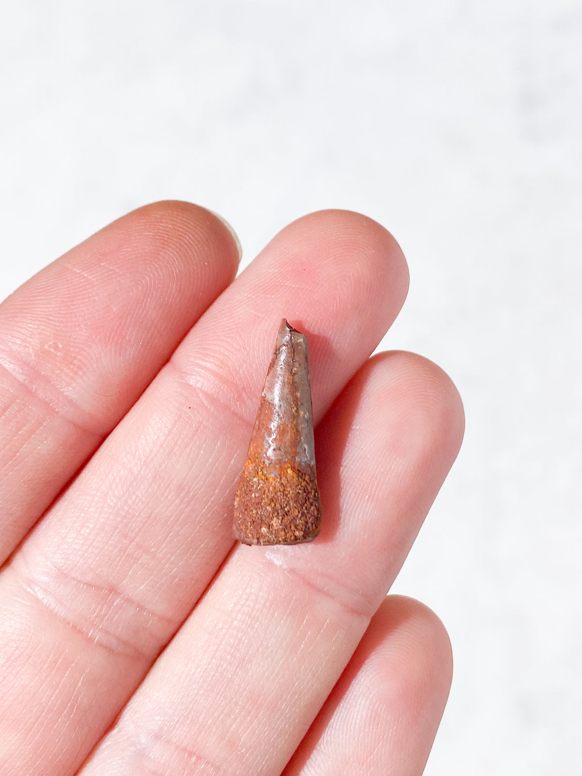 Pterosaur Tand Fossil (Nr. 8) Flyveøgle